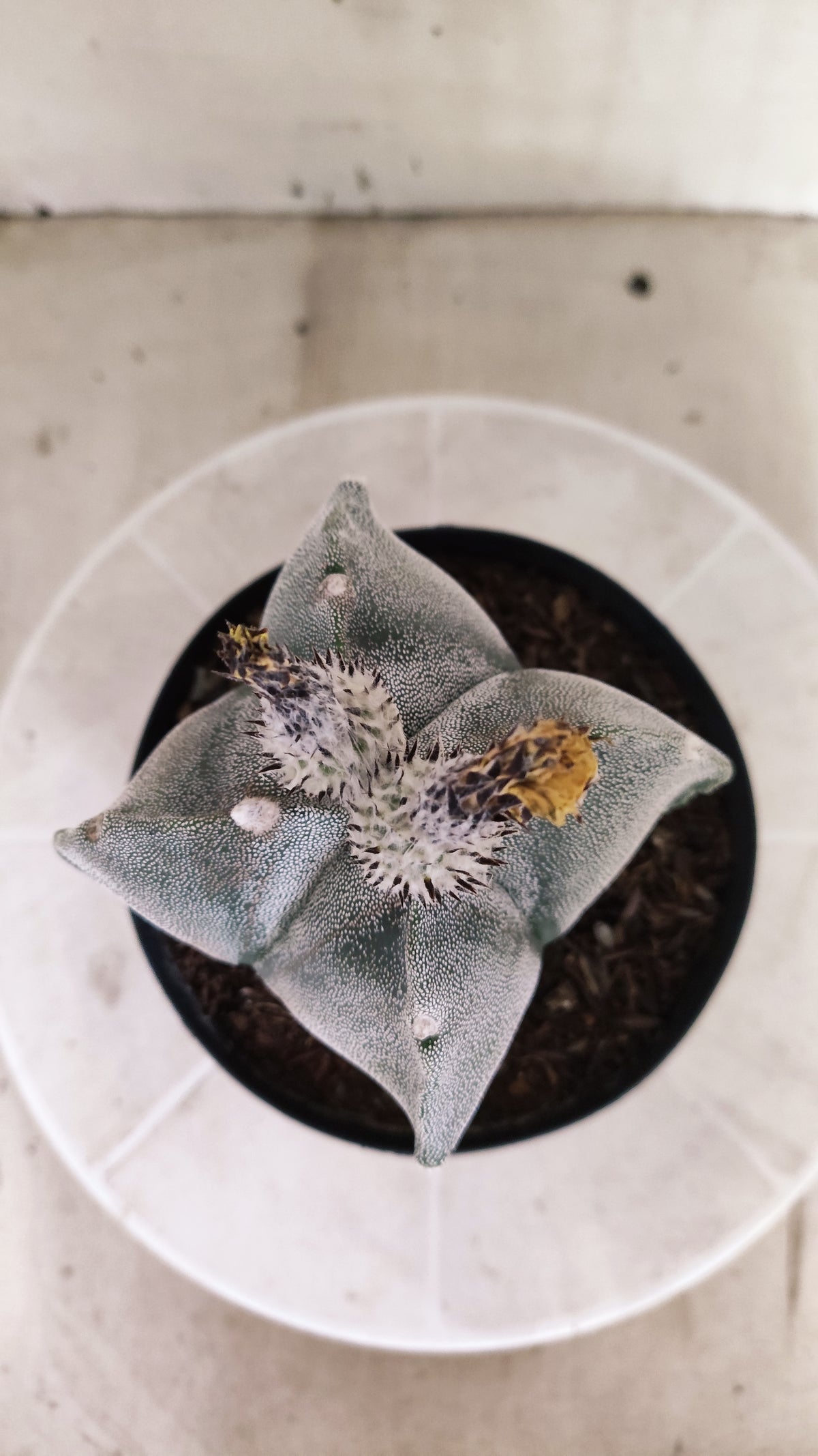 MATRIZ ASTROPHYTUM Myriostigma "4 Quinas" Nº 741 – vaso 15