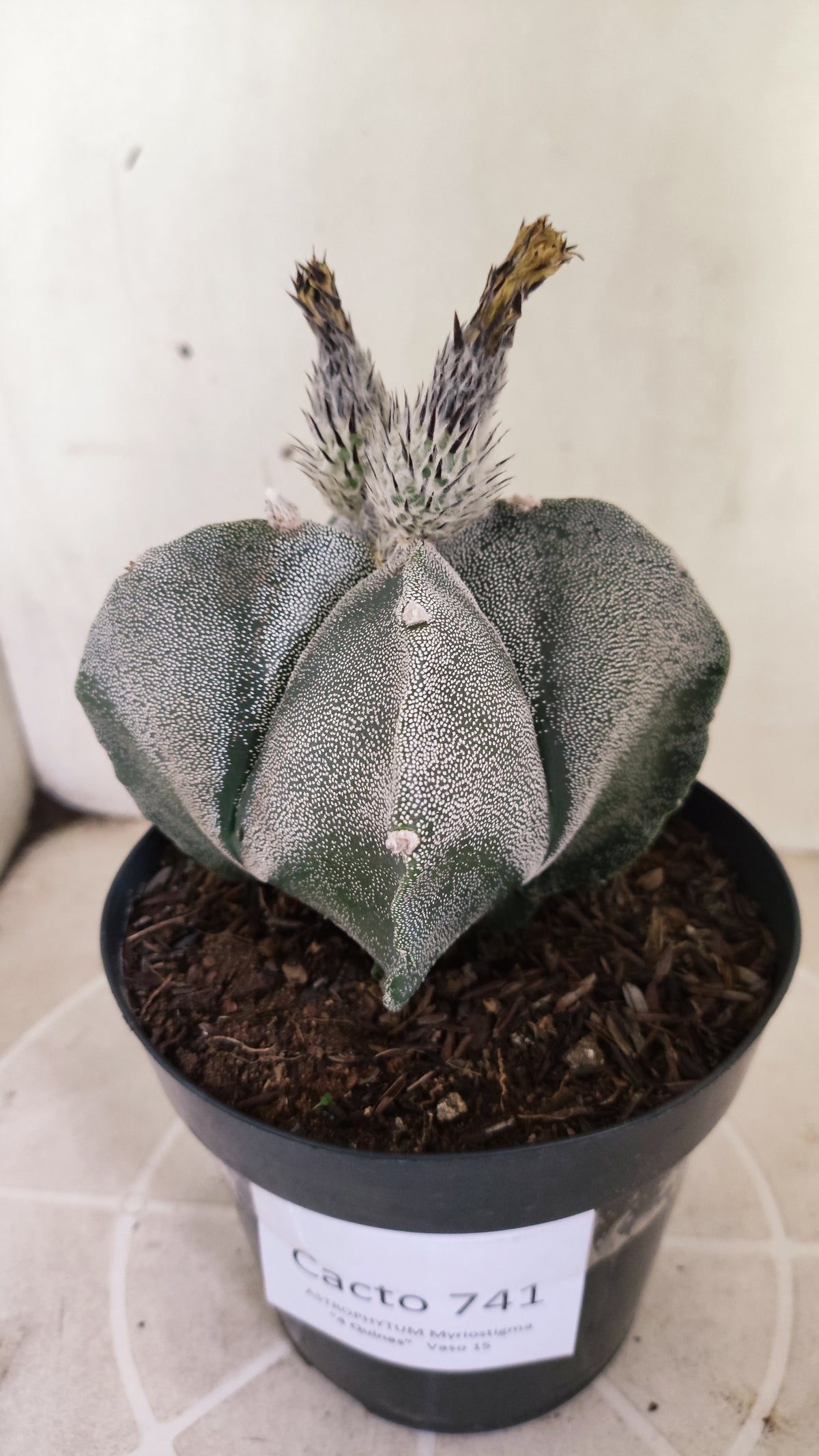 MATRIZ ASTROPHYTUM Myriostigma "4 Quinas" Nº 741 – vaso 15