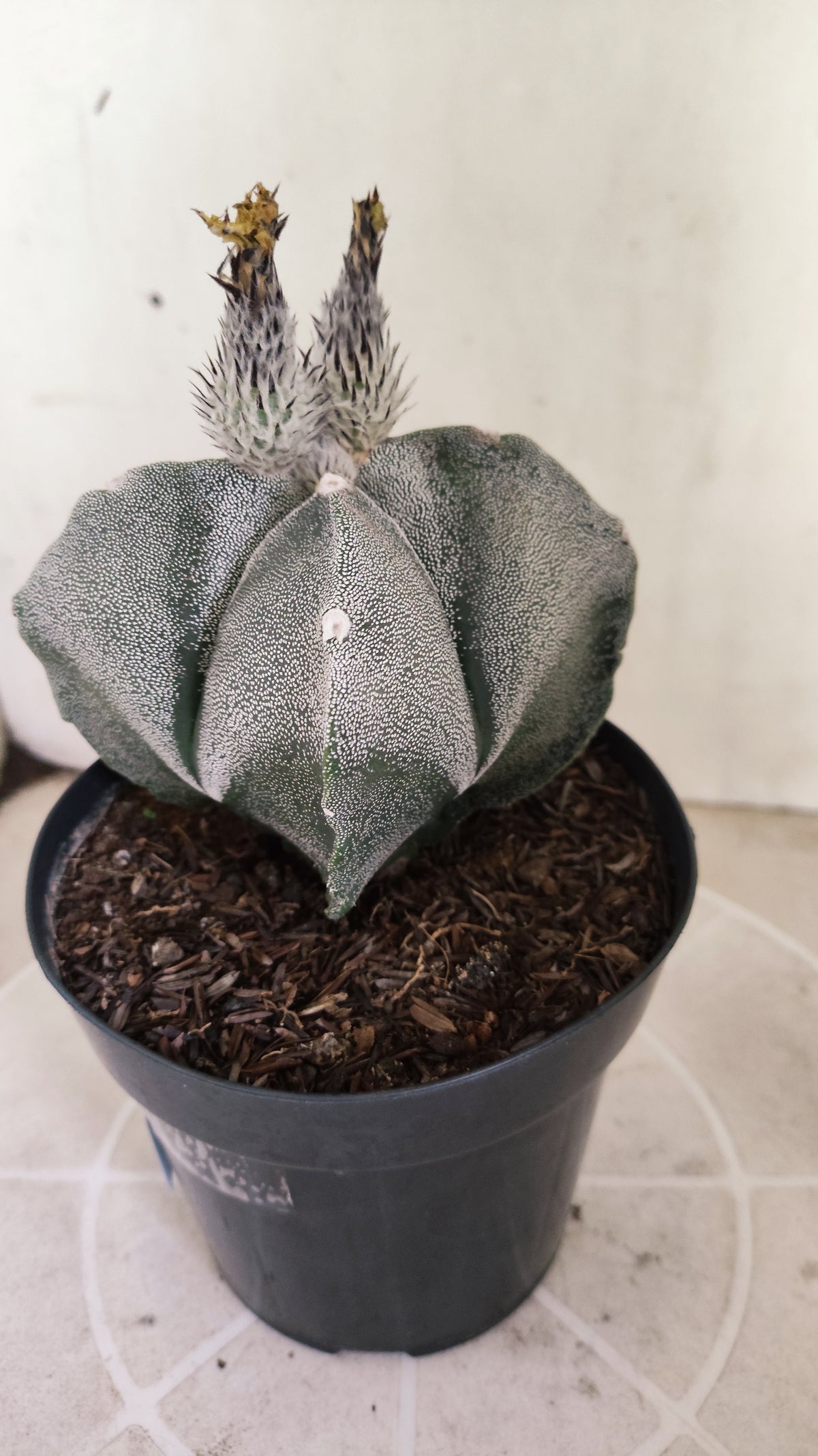 MATRIZ ASTROPHYTUM Myriostigma "4 Quinas" Nº 741 – vaso 15