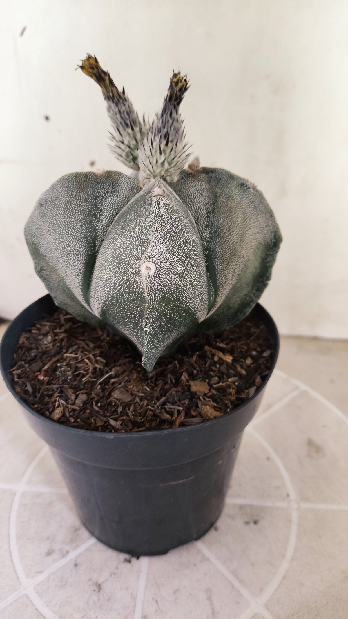 MATRIZ ASTROPHYTUM Myriostigma "4 Quinas" Nº 741 – vaso 15