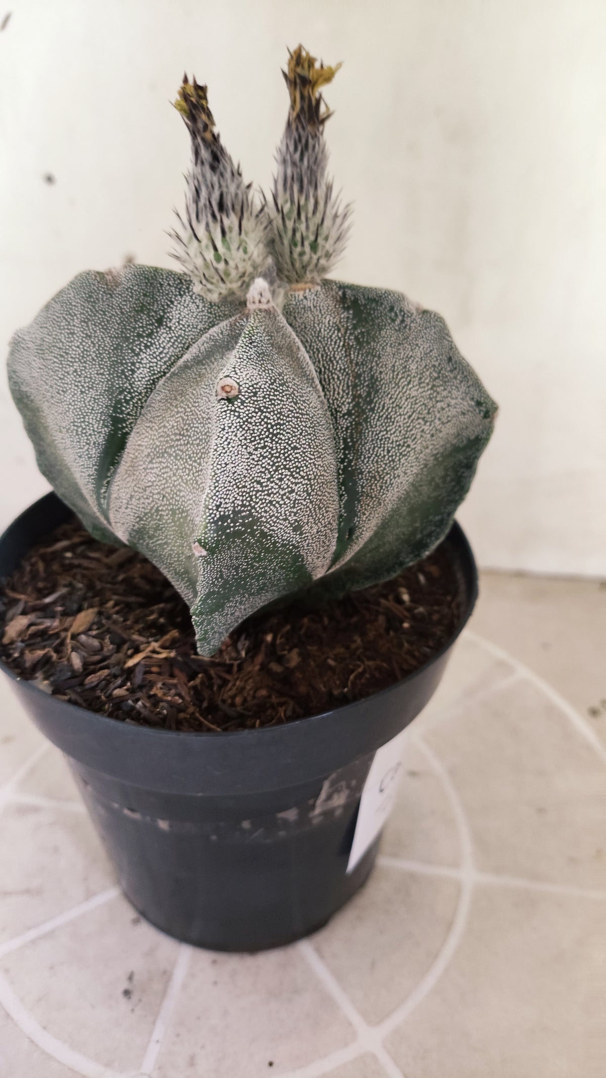 MATRIZ ASTROPHYTUM Myriostigma "4 Quinas" Nº 741 – vaso 15