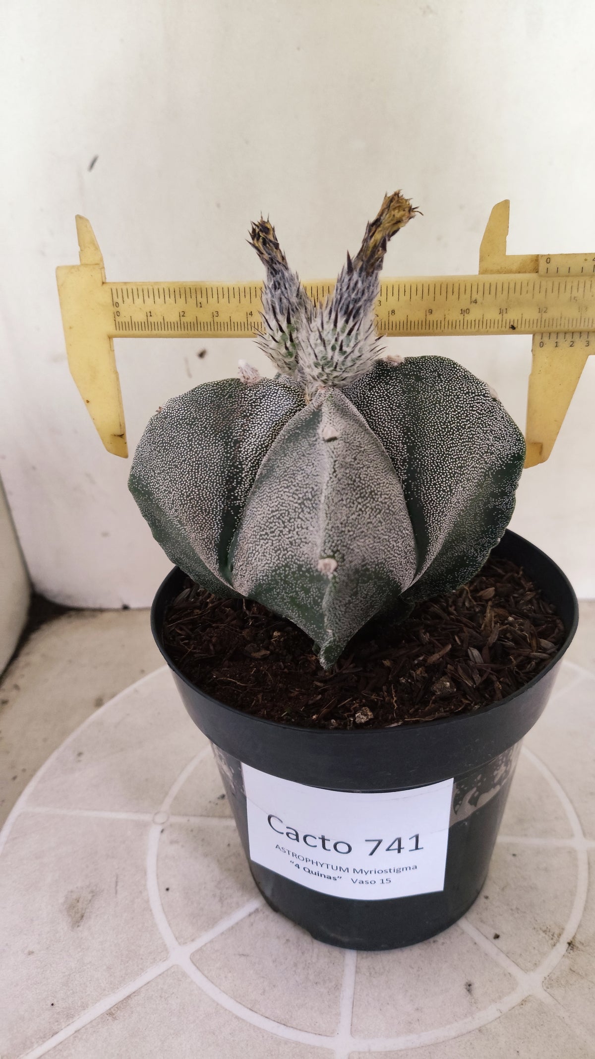 MATRIZ ASTROPHYTUM Myriostigma "4 Quinas" Nº 741 – vaso 15