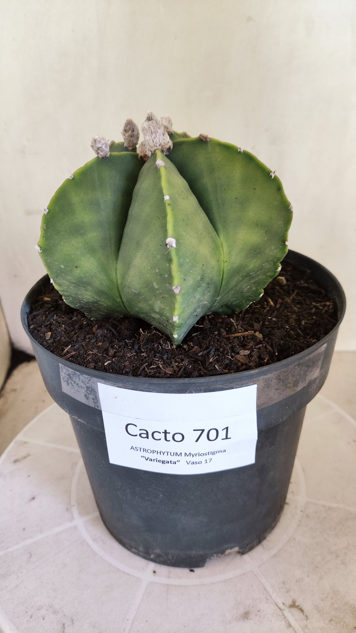 Matriz ASTROPHYTUM MYRIOSTIGMA "Variegata" Nº 701 – vaso 17
