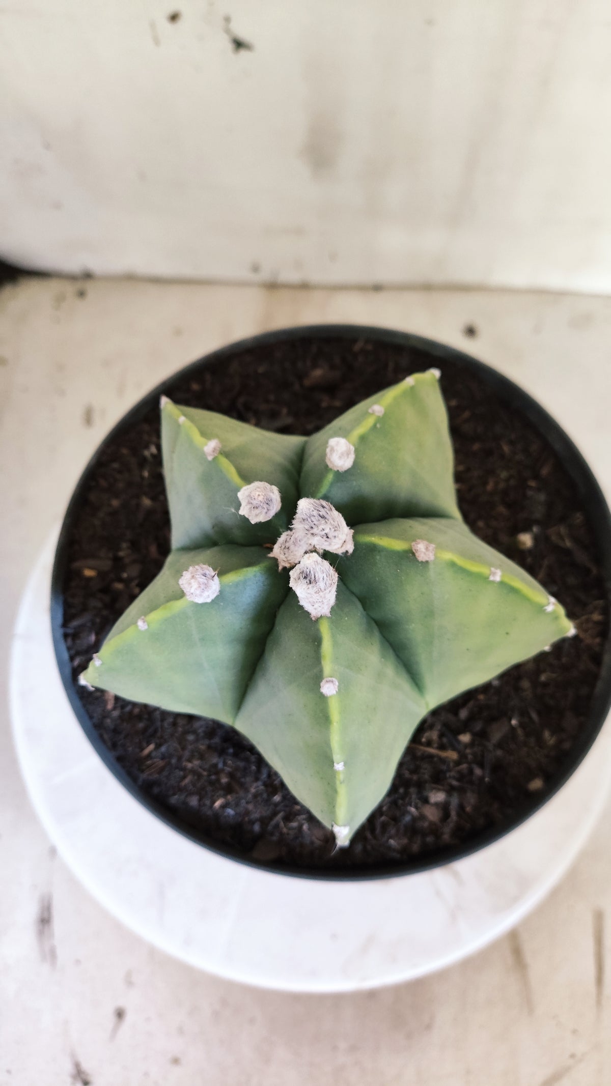 Matriz ASTROPHYTUM MYRIOSTIGMA "Variegata" Nº 701 – vaso 17