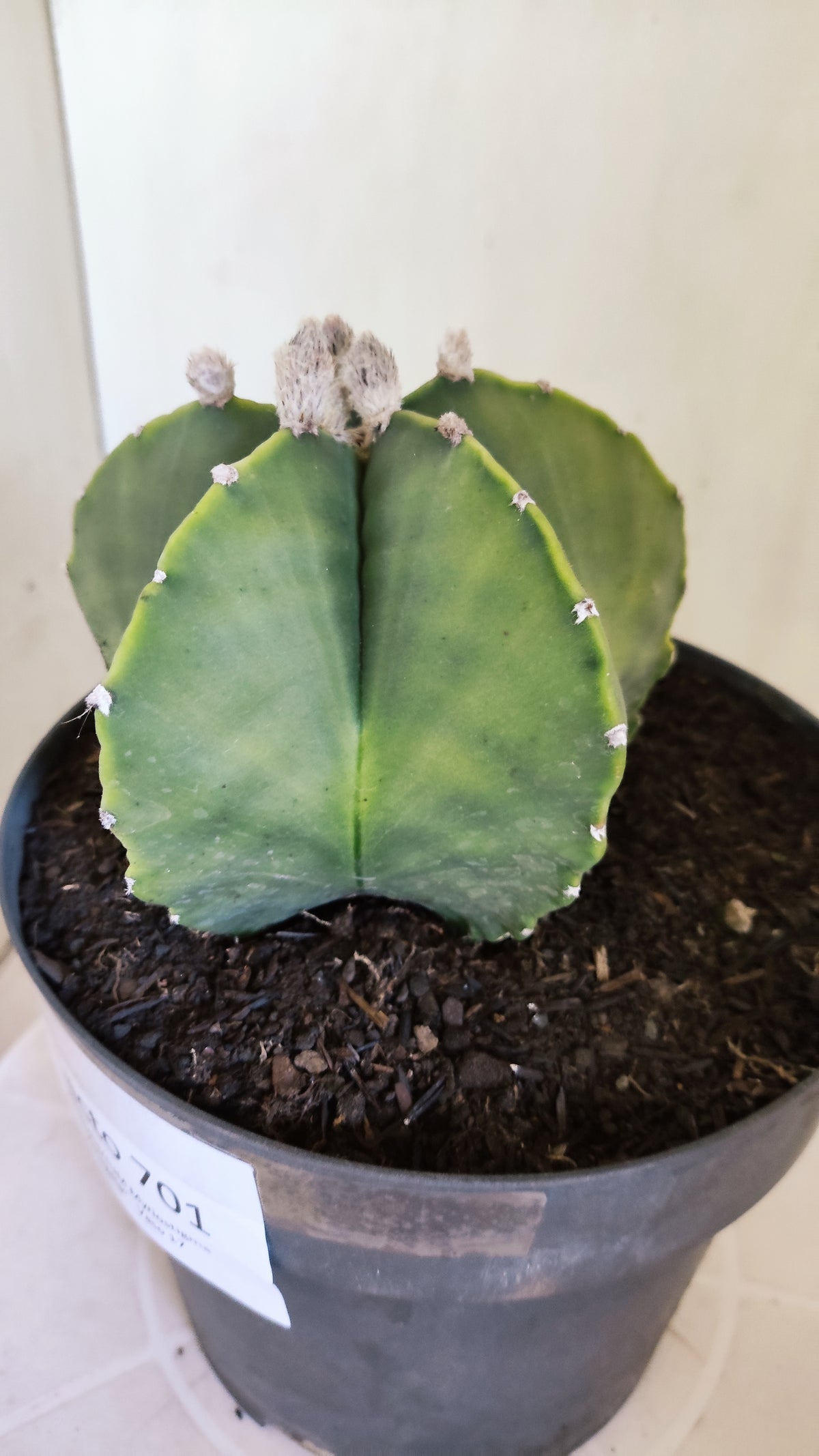 Matriz ASTROPHYTUM MYRIOSTIGMA "Variegata" Nº 701 – vaso 17