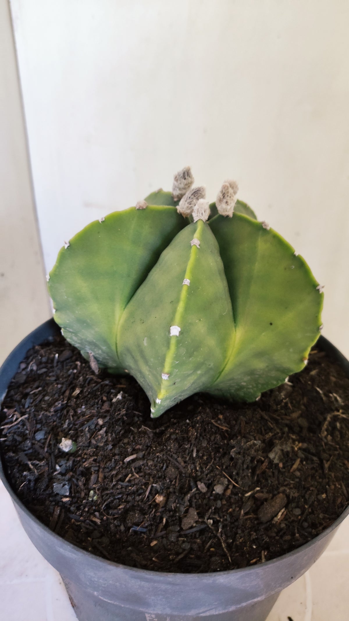Matriz ASTROPHYTUM MYRIOSTIGMA "Variegata" Nº 701 – vaso 17