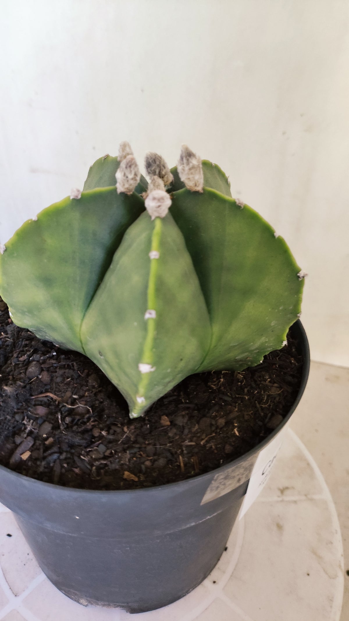Matriz ASTROPHYTUM MYRIOSTIGMA "Variegata" Nº 701 – vaso 17