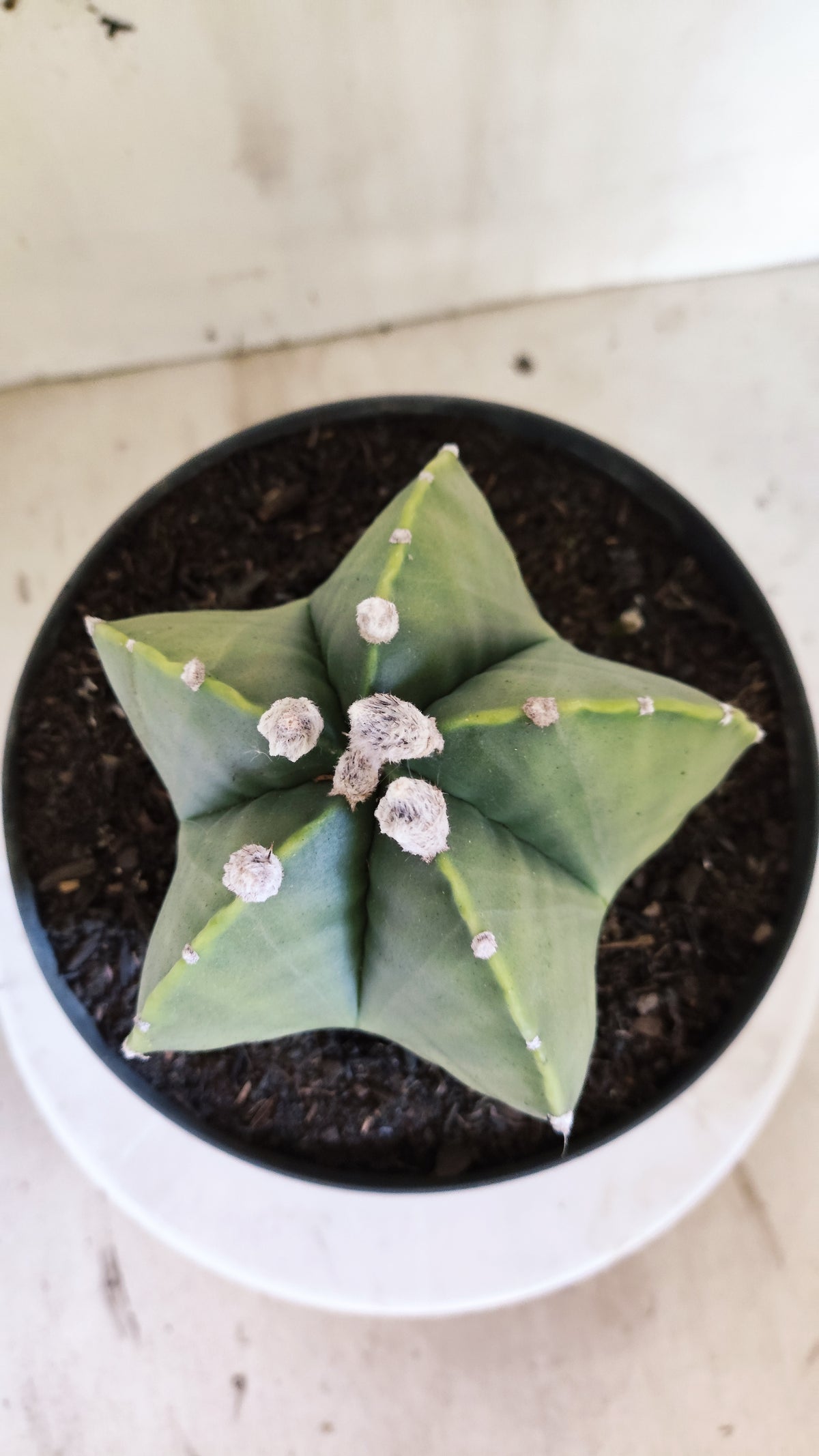 Matriz ASTROPHYTUM MYRIOSTIGMA "Variegata" Nº 701 – vaso 17