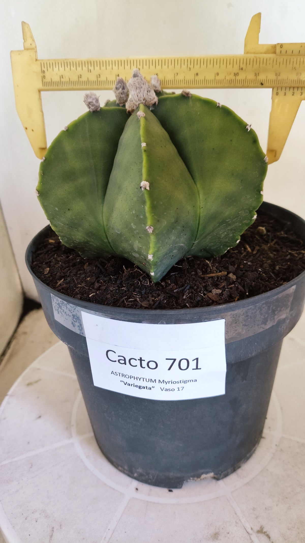 Matriz ASTROPHYTUM MYRIOSTIGMA "Variegata" Nº 701 – vaso 17