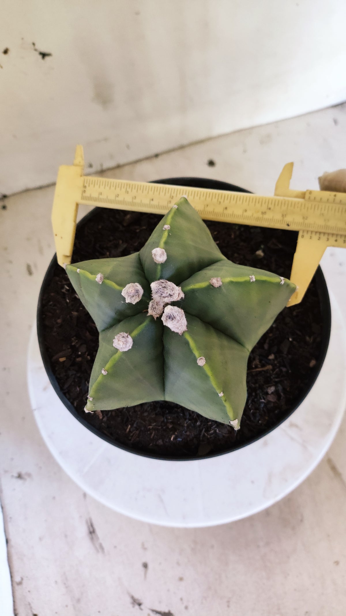 Matriz ASTROPHYTUM MYRIOSTIGMA "Variegata" Nº 701 – vaso 17