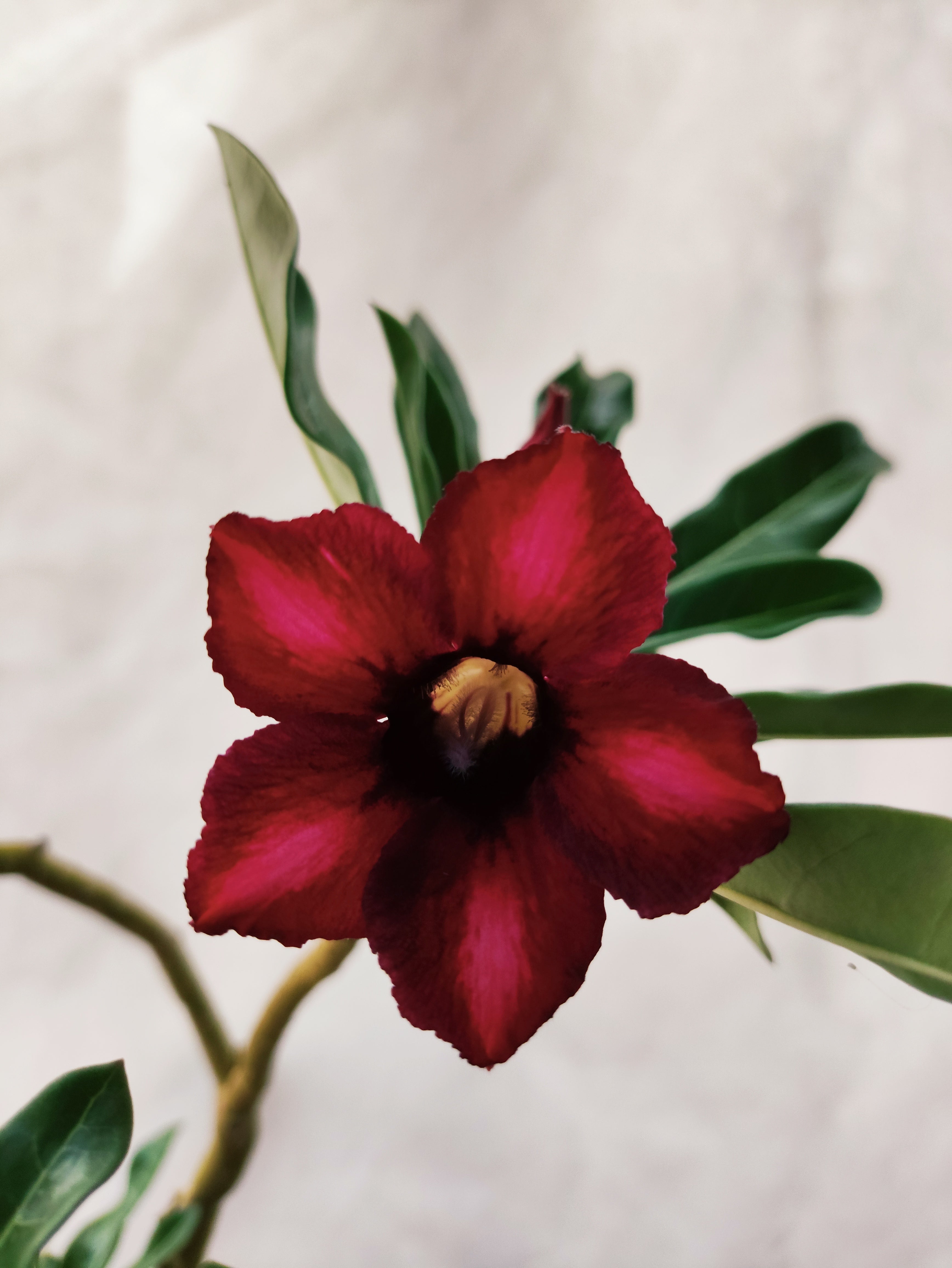 Planta MATRIZ SIMPLES Nº 28 – 75cm – 05 anos