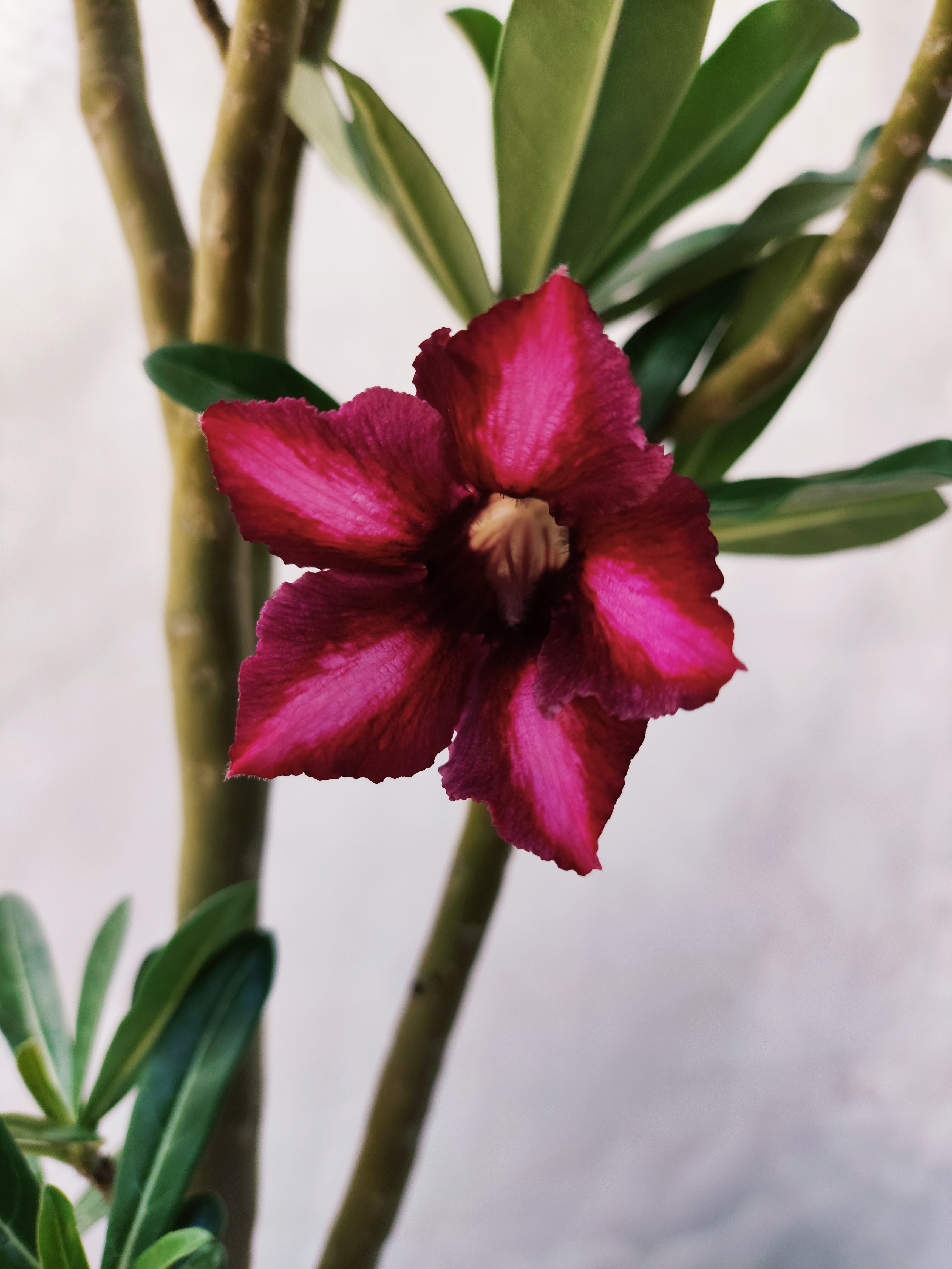 Planta MATRIZ SIMPLES Nº 28 – 75cm – 05 anos