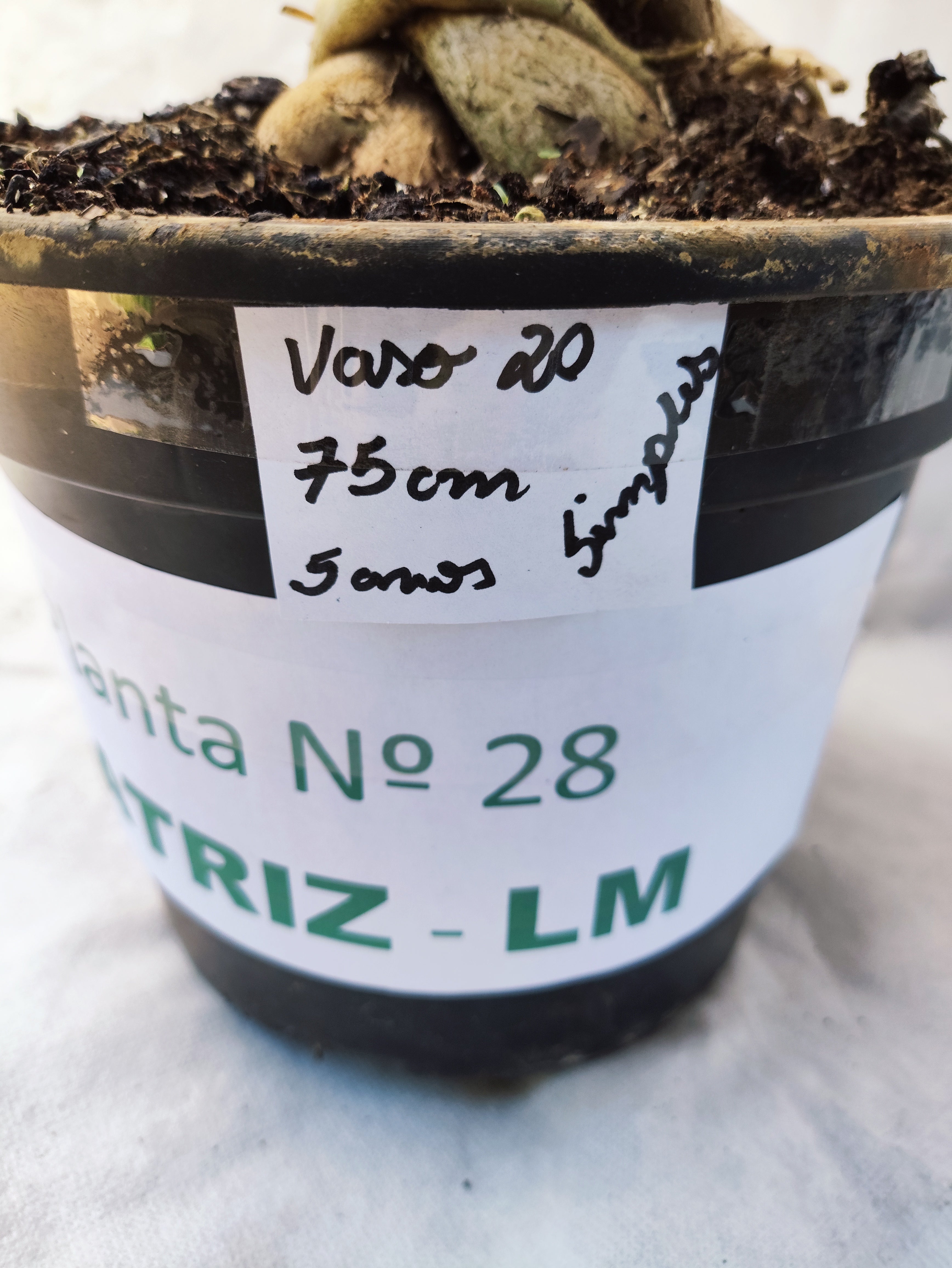 Planta MATRIZ SIMPLES Nº 28 – 75cm – 05 anos