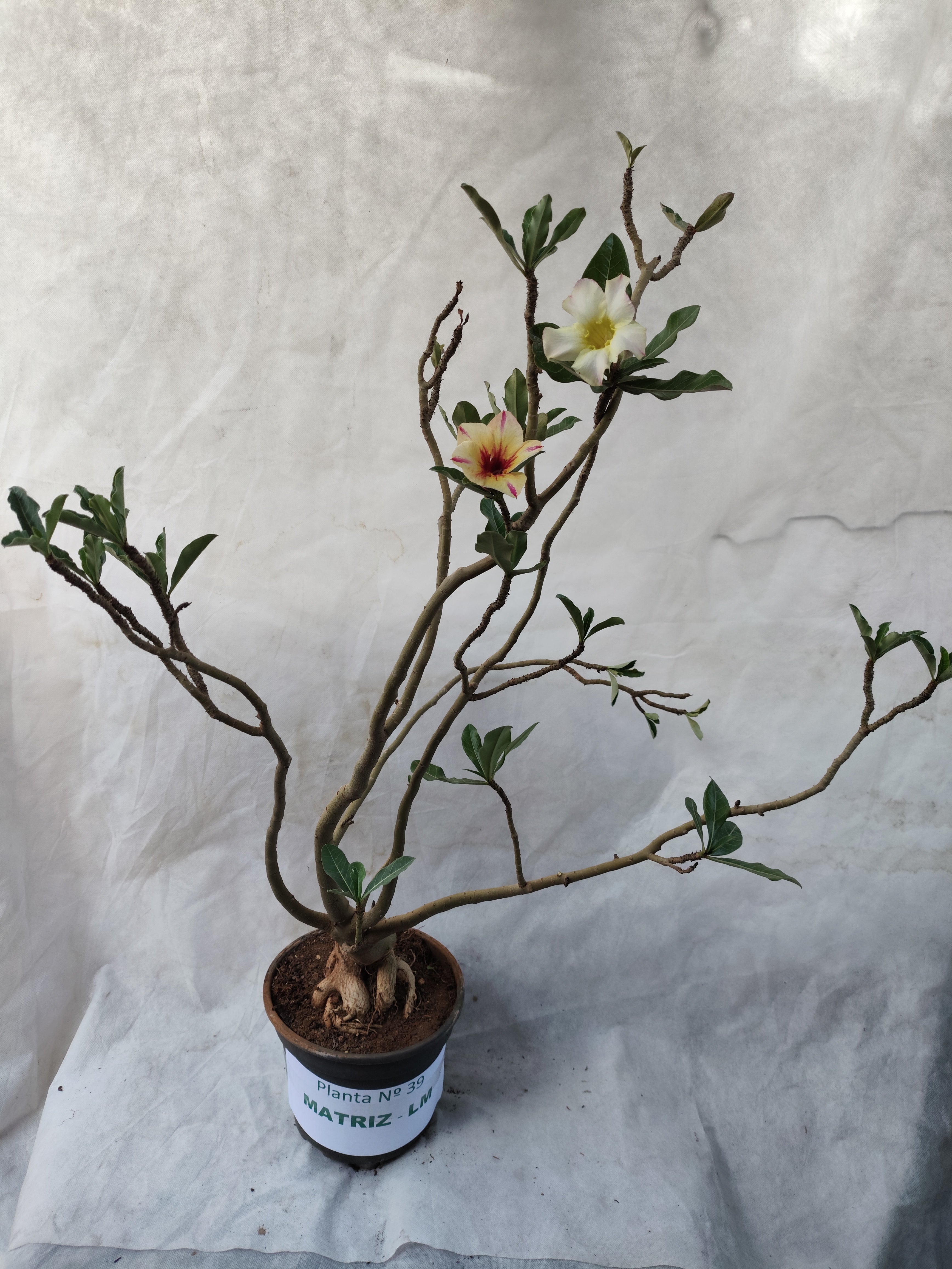 Planta MATRIZ SIMPLES Nº 39 – 75cm – 05 anos