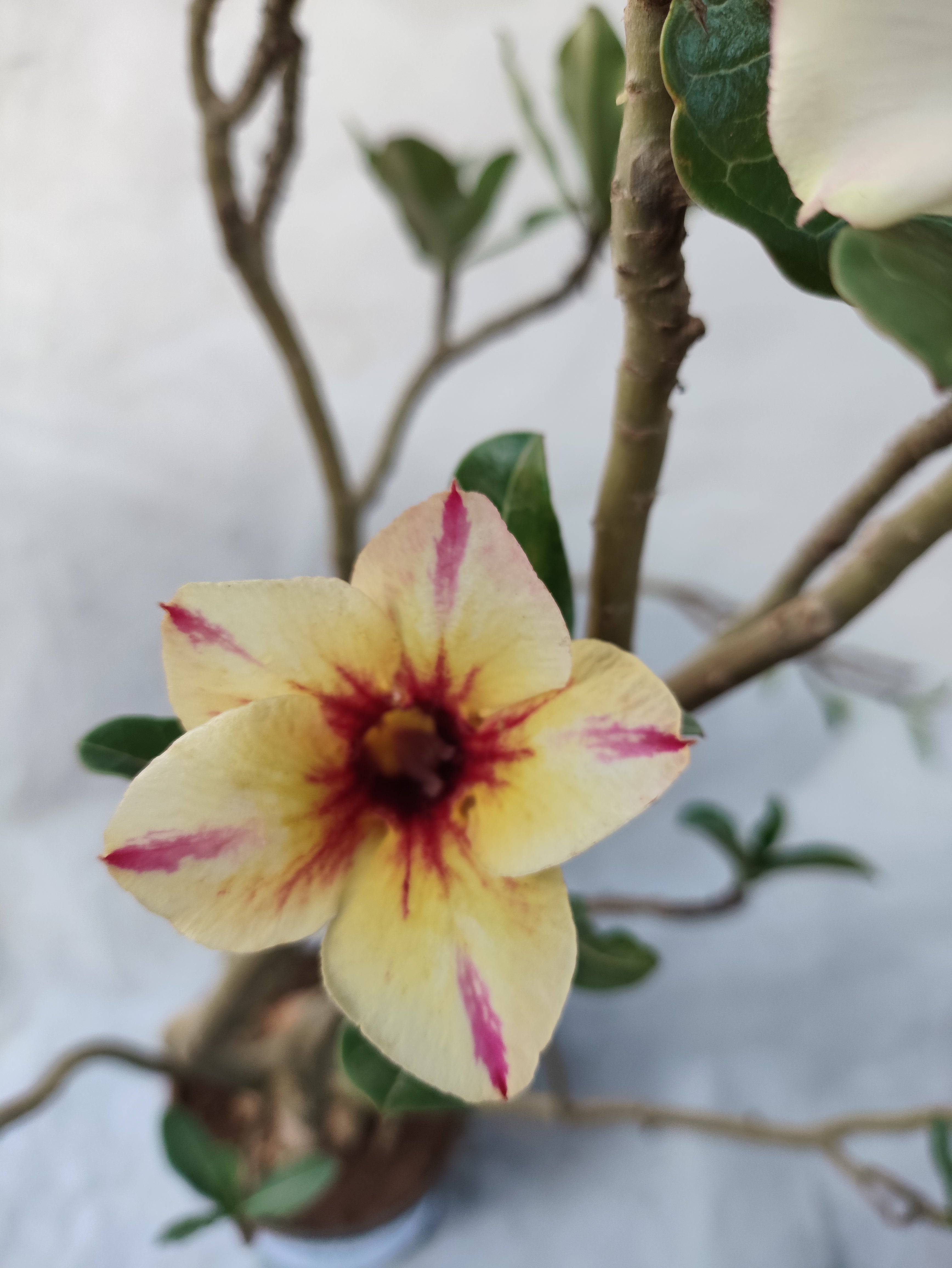 Planta MATRIZ SIMPLES Nº 39 – 75cm – 05 anos