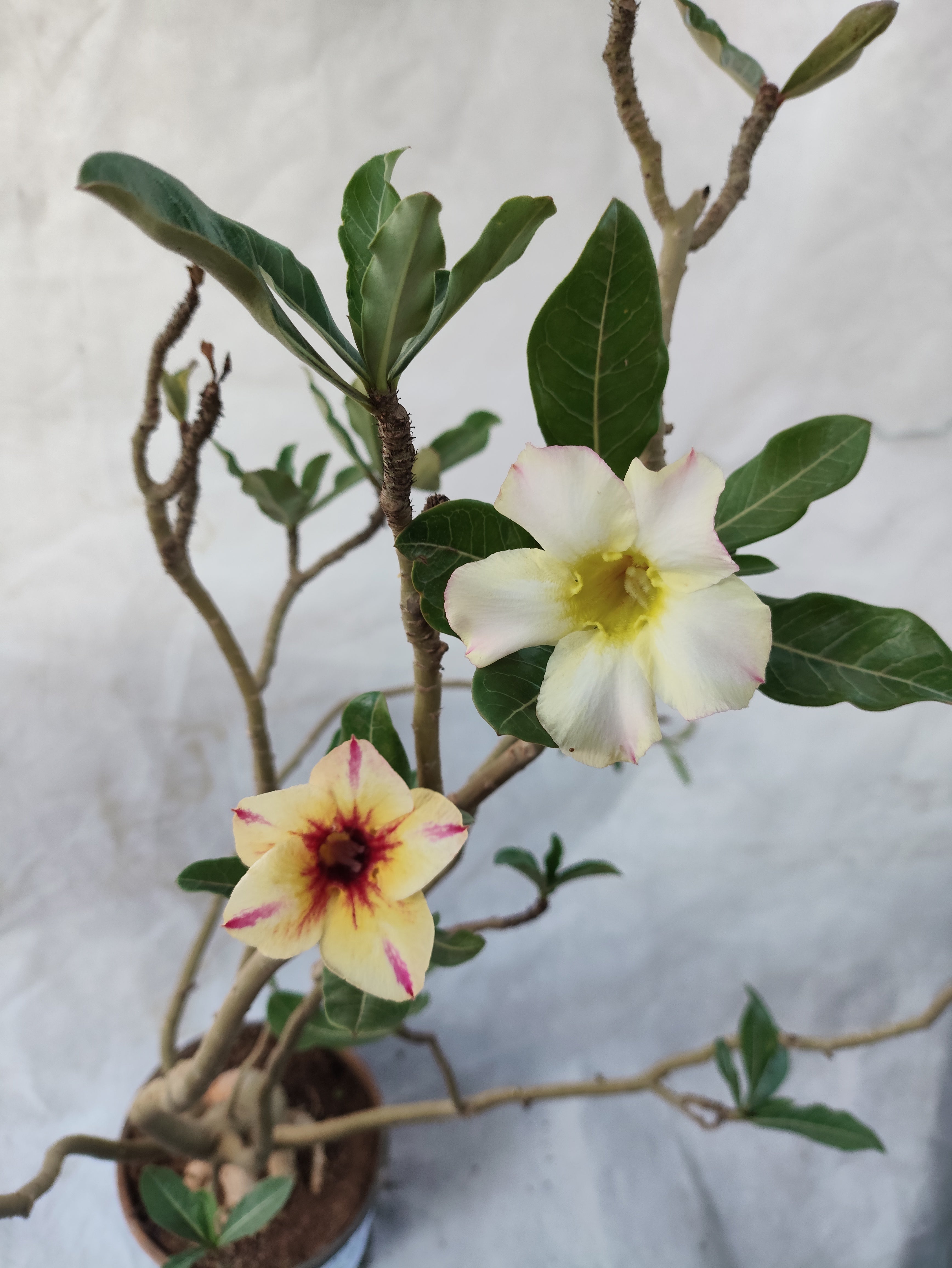 Planta MATRIZ SIMPLES Nº 39 – 75cm – 05 anos