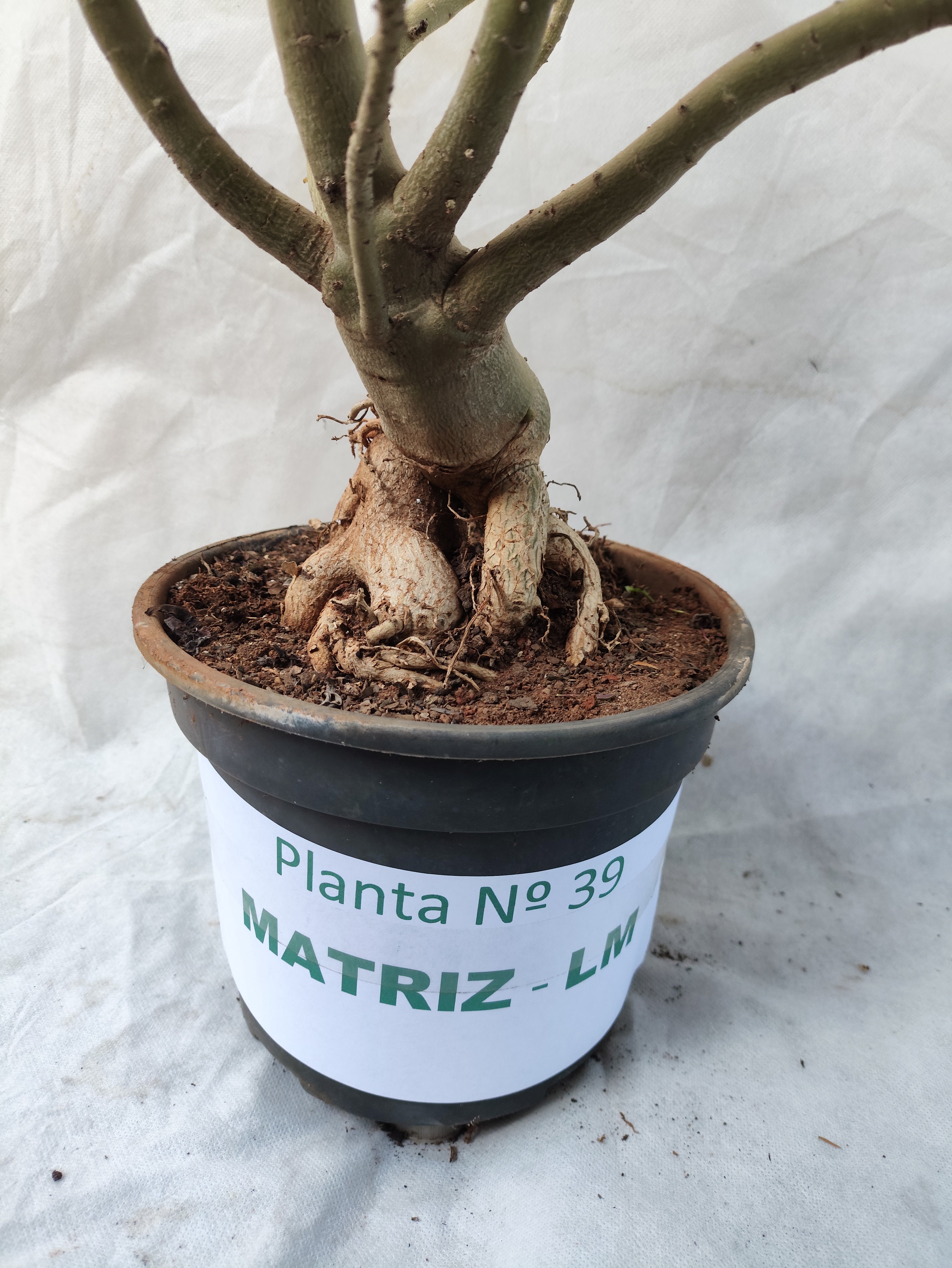 Planta MATRIZ SIMPLES Nº 39 – 75cm – 05 anos