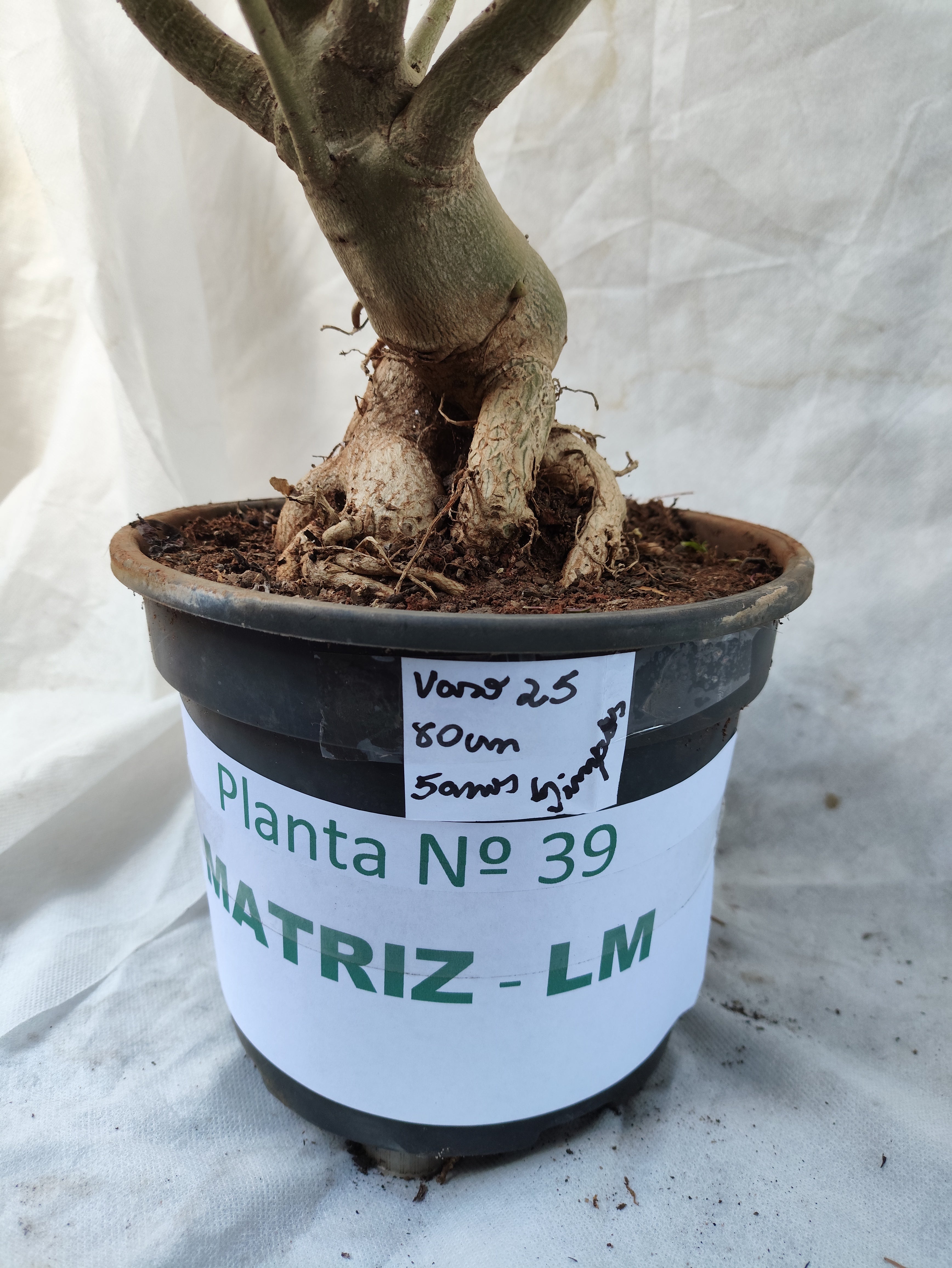 Planta MATRIZ SIMPLES Nº 39 – 75cm – 05 anos
