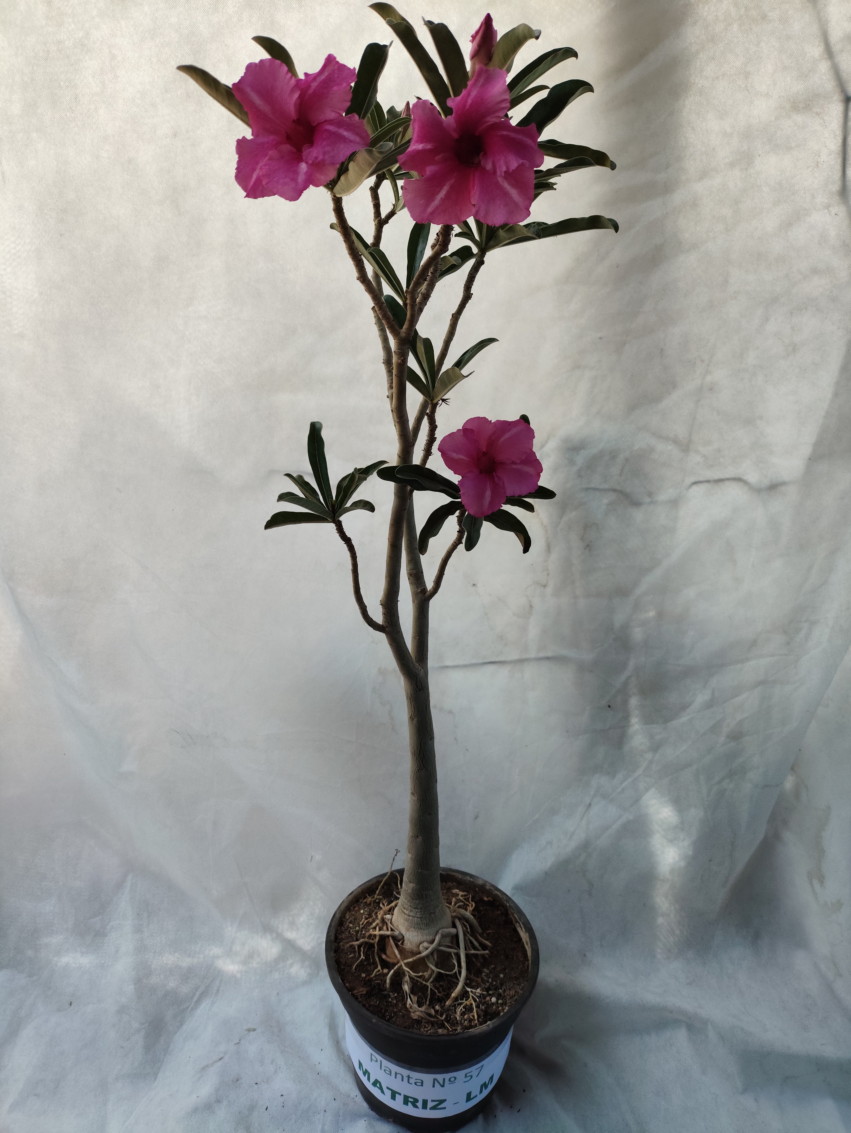 Planta MATRIZ SIMPLES Nº 57 – 75cm – 05 anos