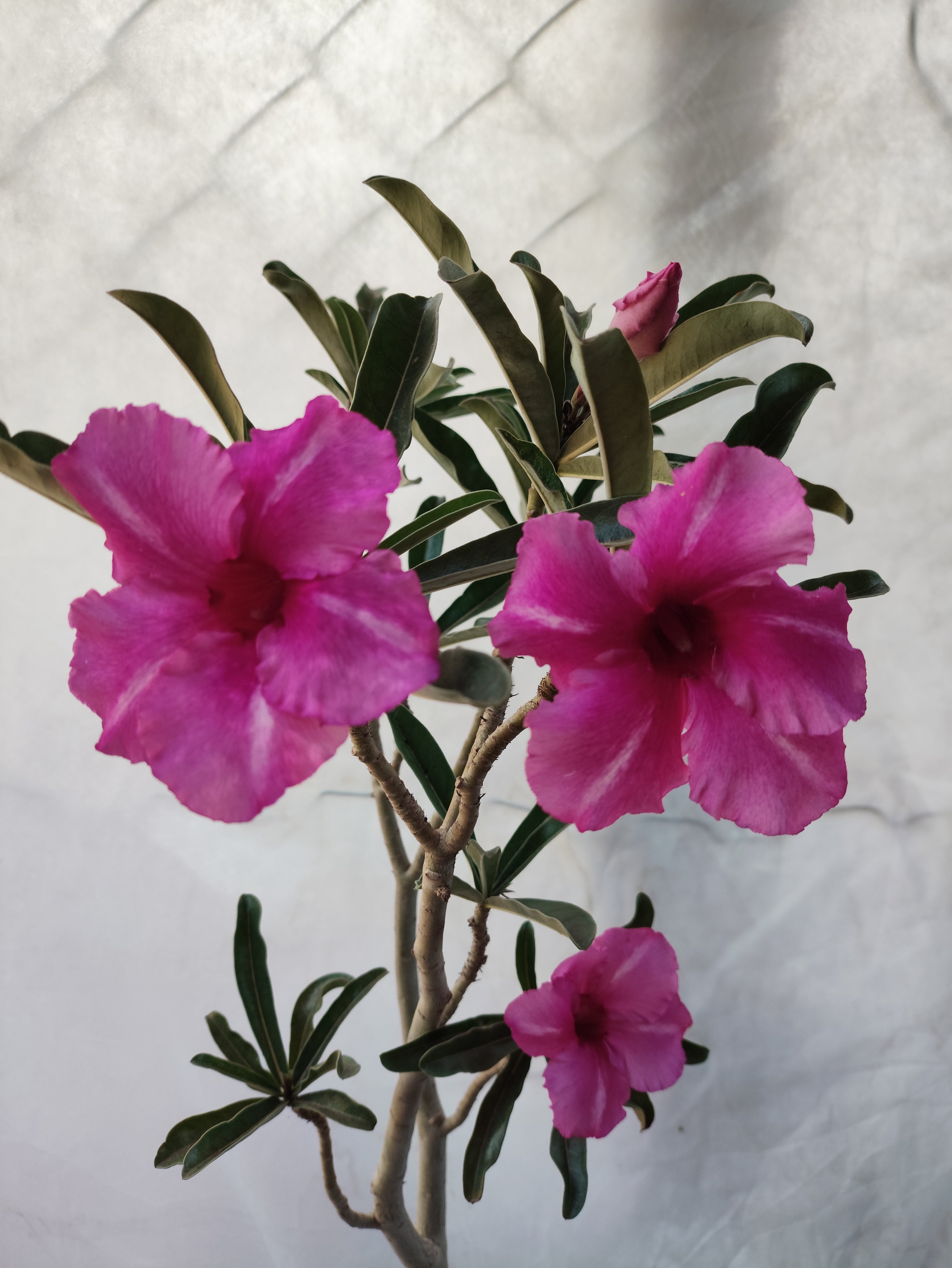 Planta MATRIZ SIMPLES Nº 57 – 75cm – 05 anos