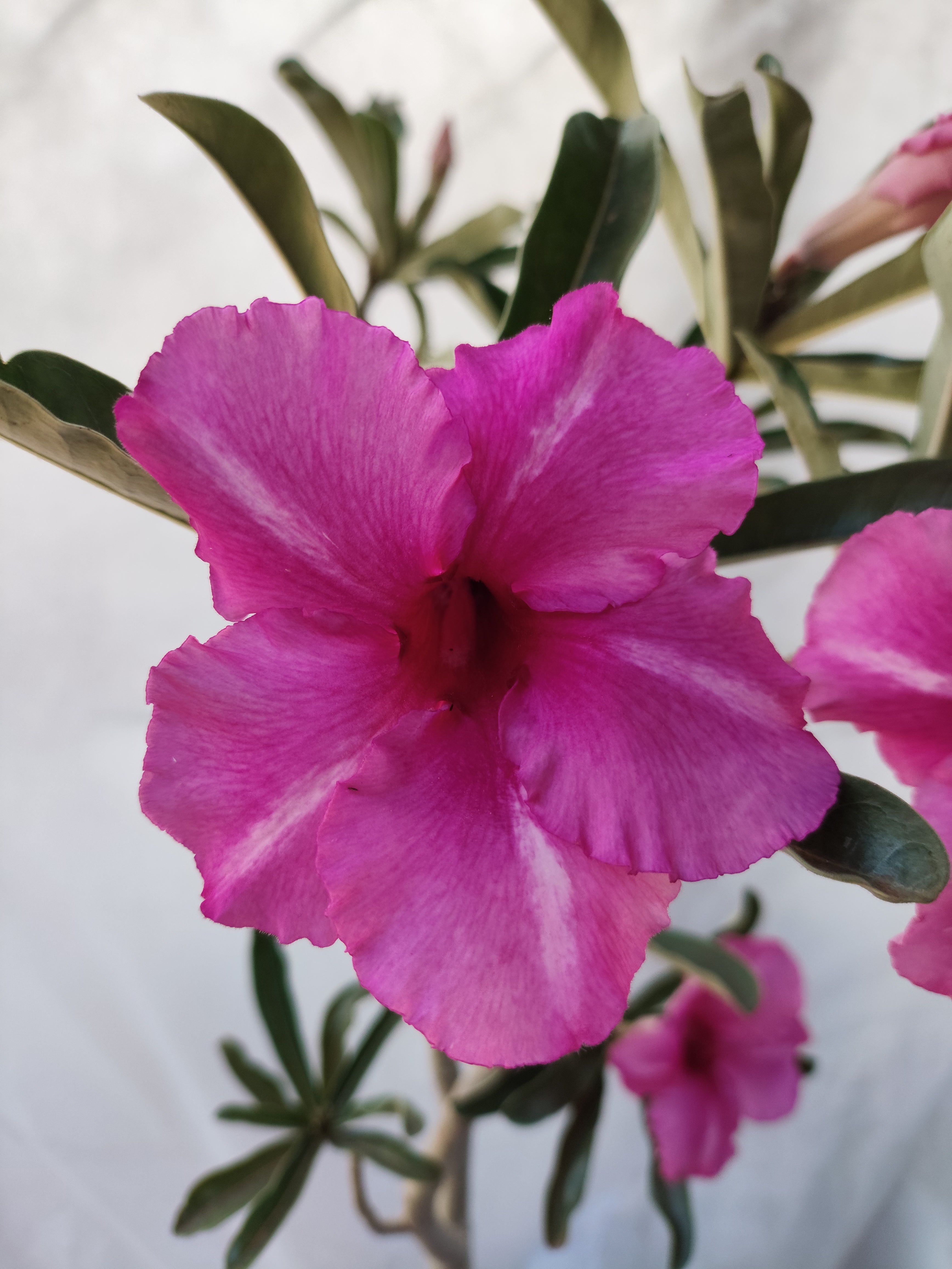 Planta MATRIZ SIMPLES Nº 57 – 75cm – 05 anos