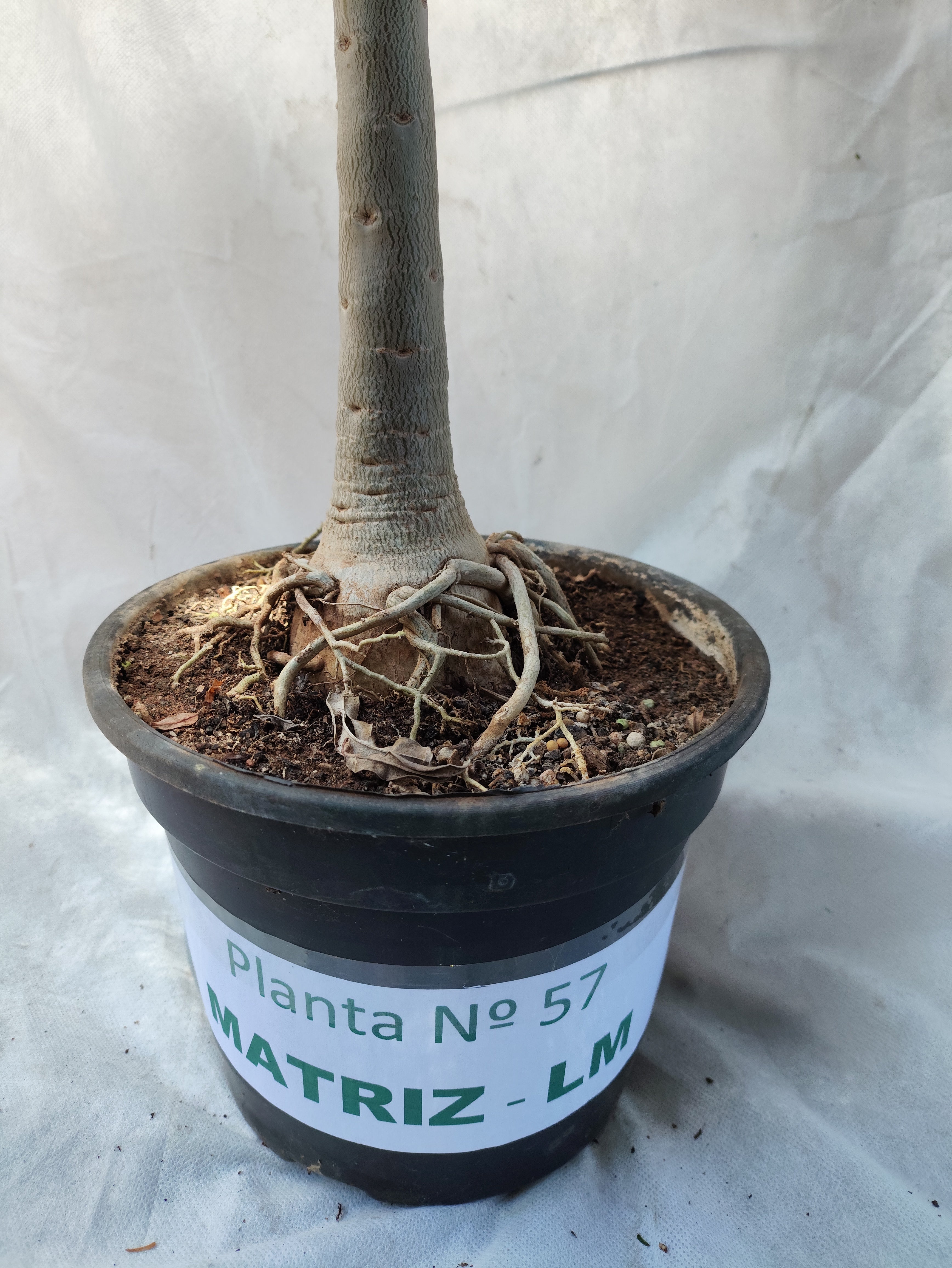 Planta MATRIZ SIMPLES Nº 57 – 75cm – 05 anos