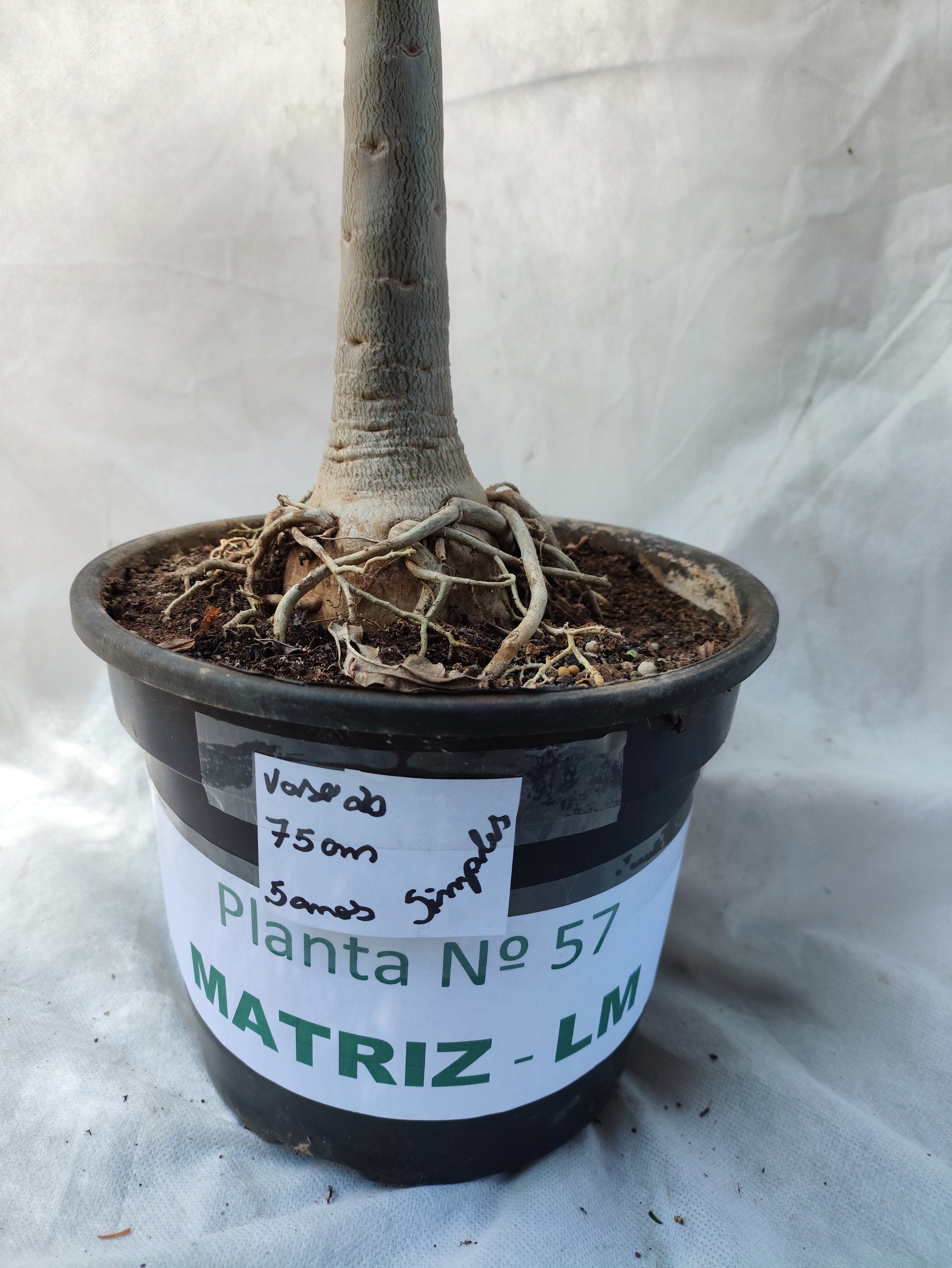Planta MATRIZ SIMPLES Nº 57 – 75cm – 05 anos