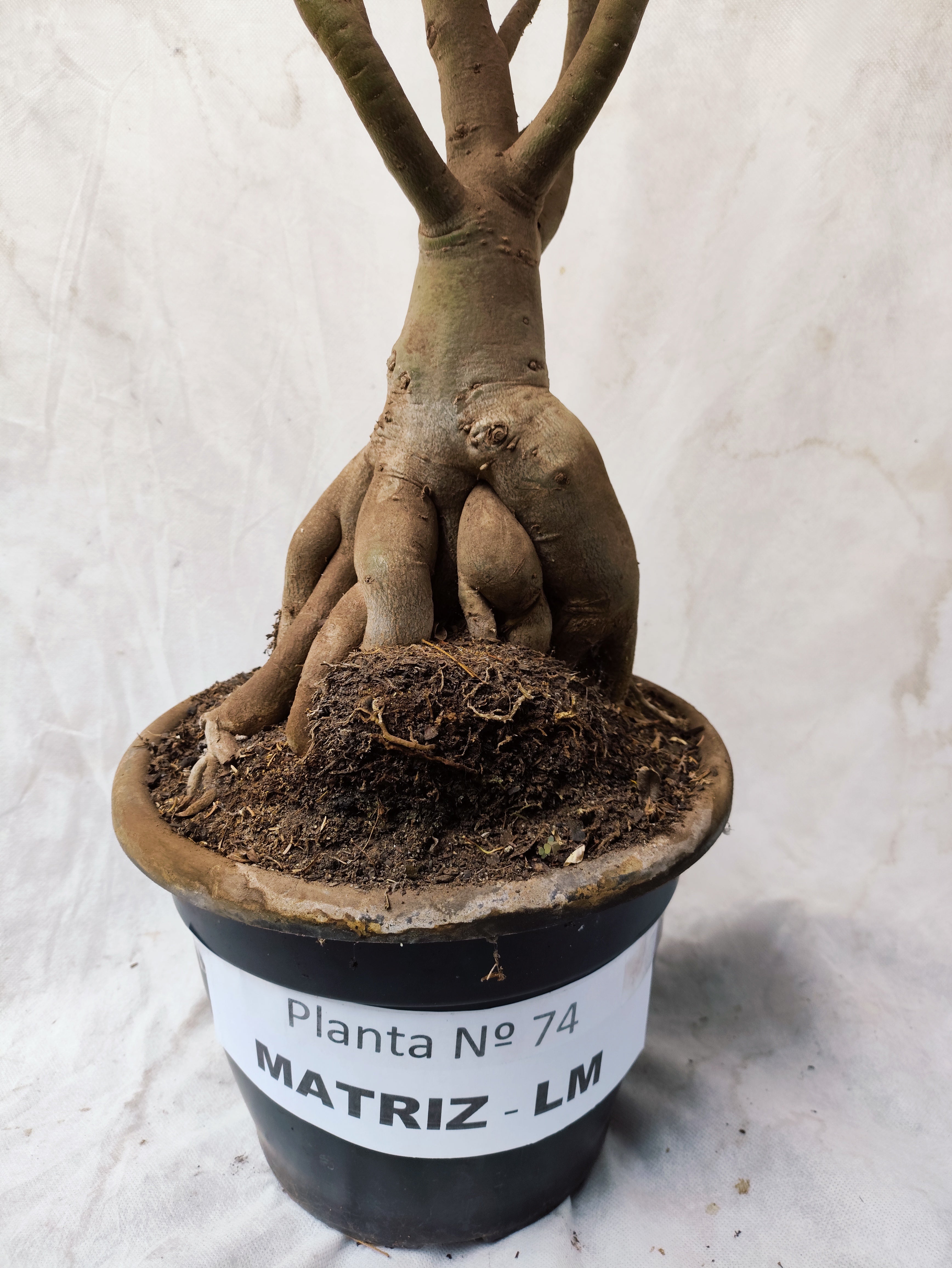 Planta MATRIZ SIMPLES Nº 74 – 1,0m – 10 anos
