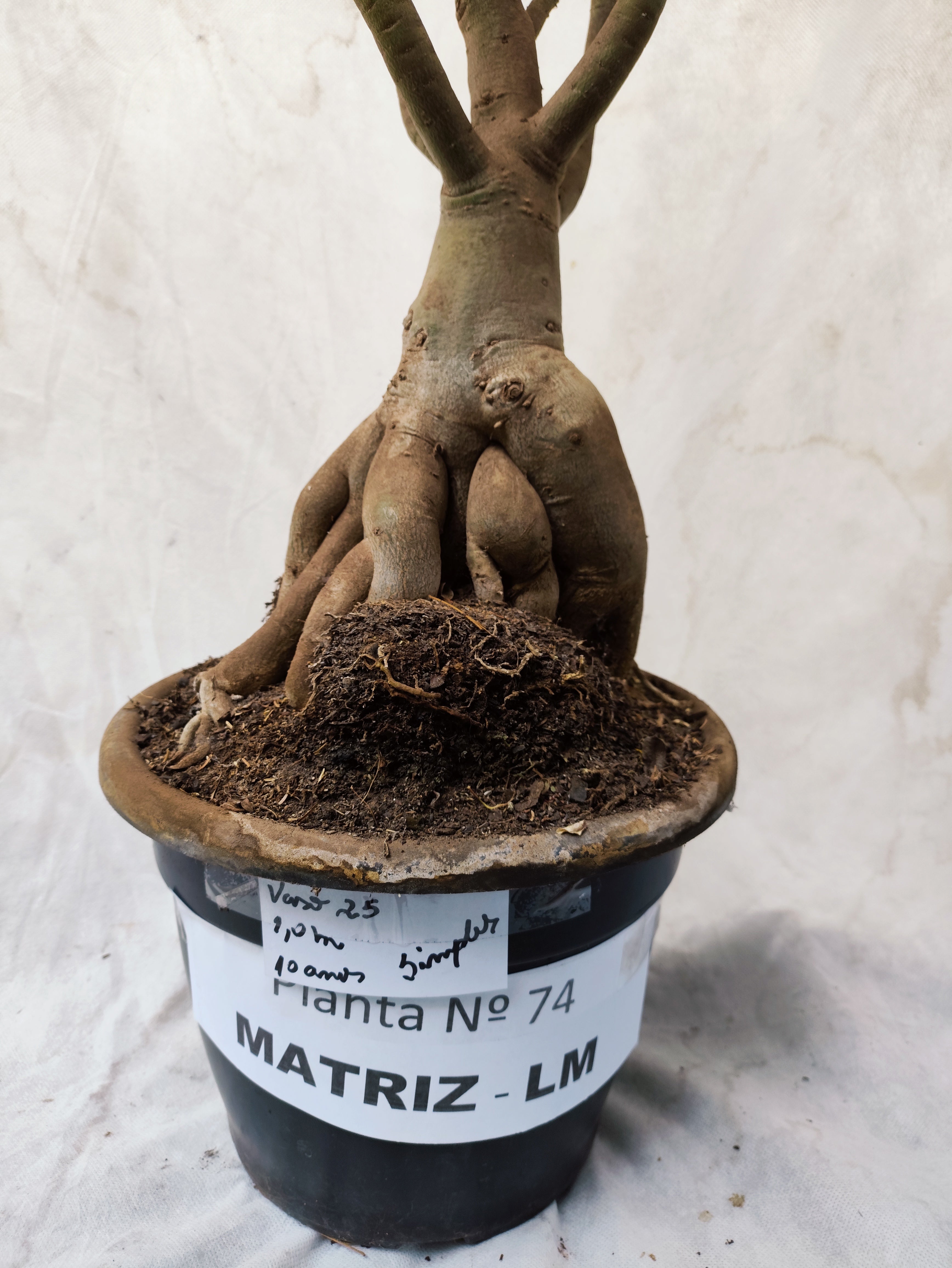 Planta MATRIZ SIMPLES Nº 74 – 1,0m – 10 anos