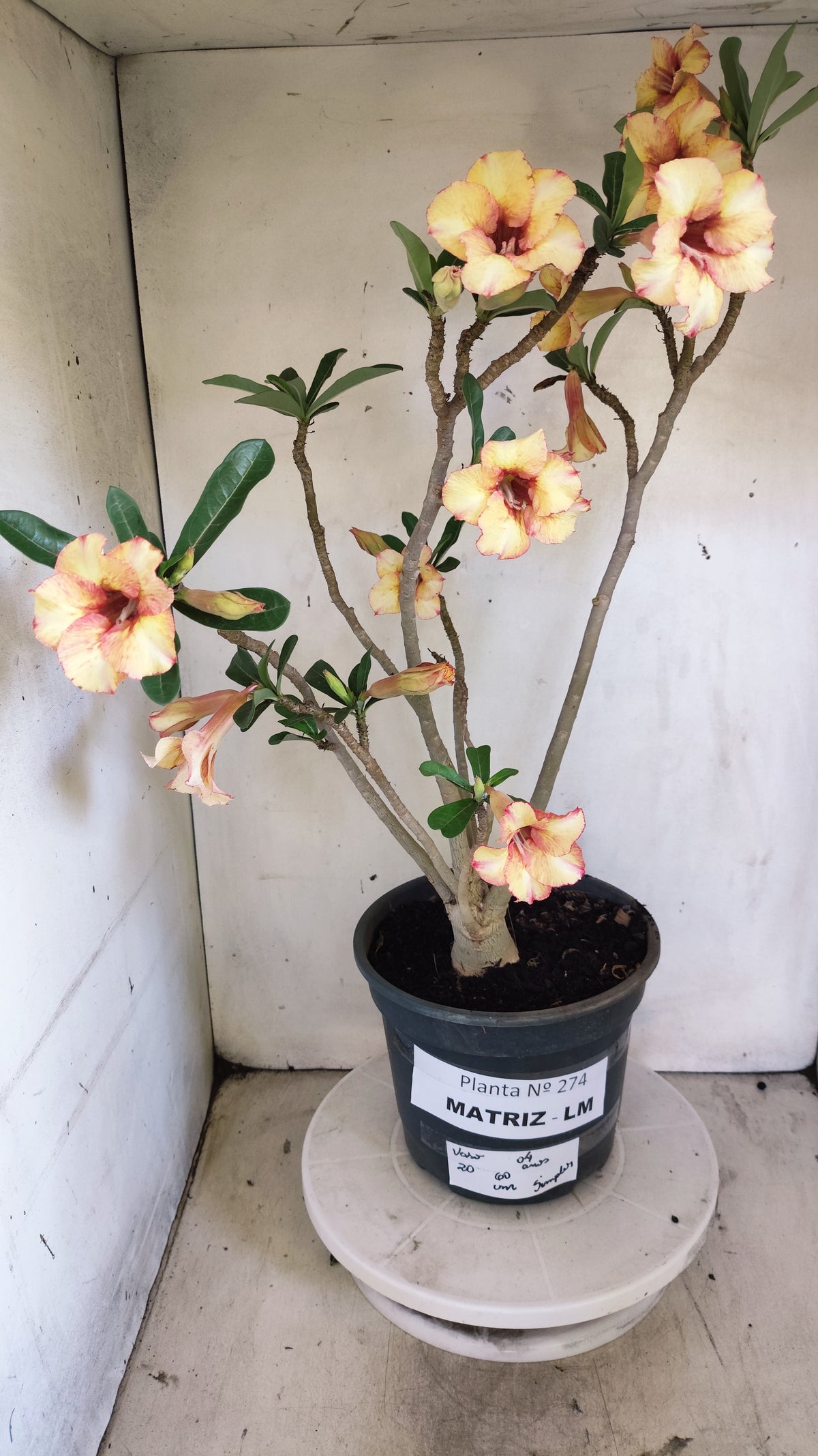 MATRIZ Planta Simples 274 – 60cm – 04 anos