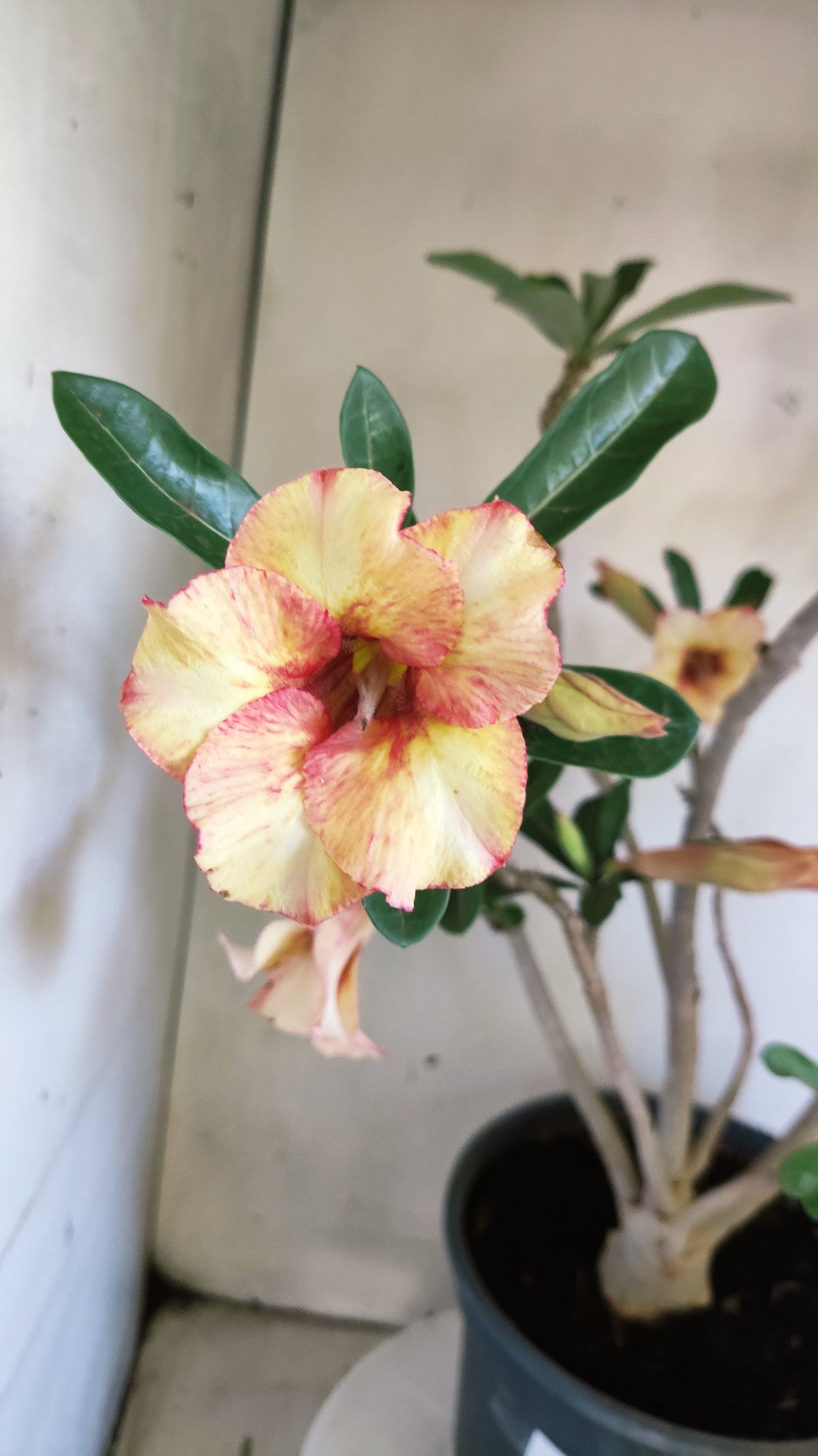 MATRIZ Planta Simples 274 – 60cm – 04 anos