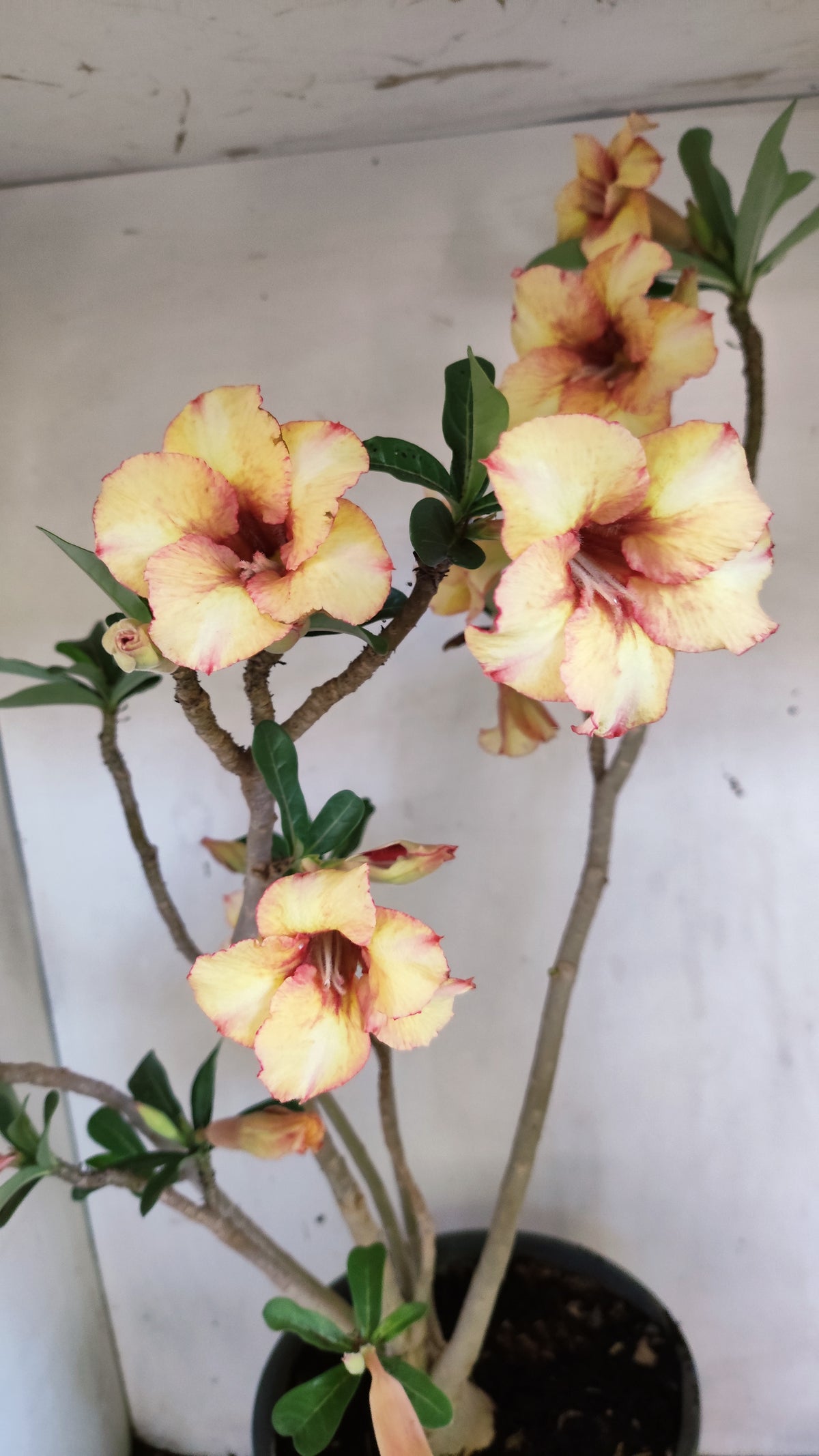 MATRIZ Planta Simples 274 – 60cm – 04 anos