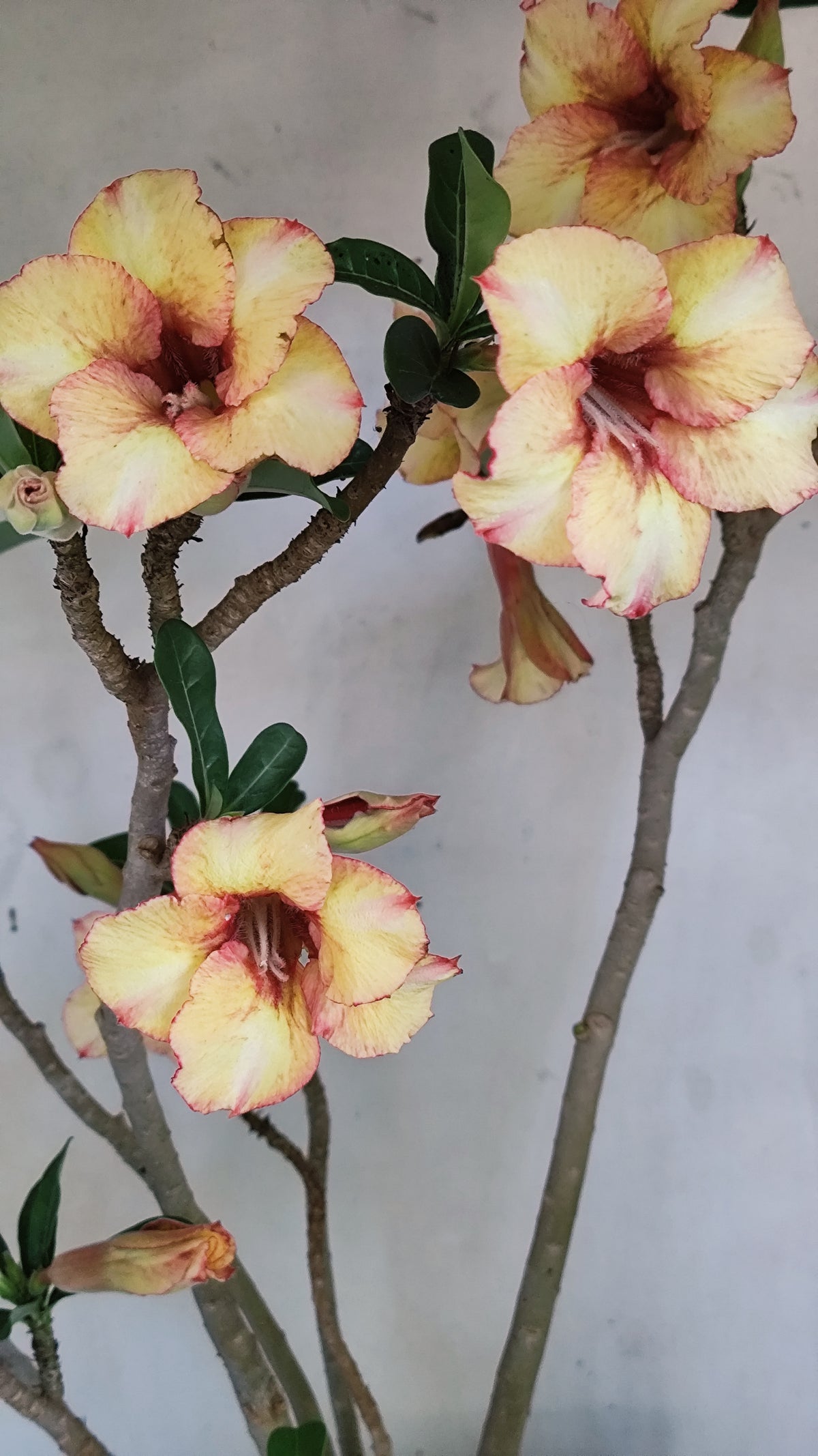 MATRIZ Planta Simples 274 – 60cm – 04 anos