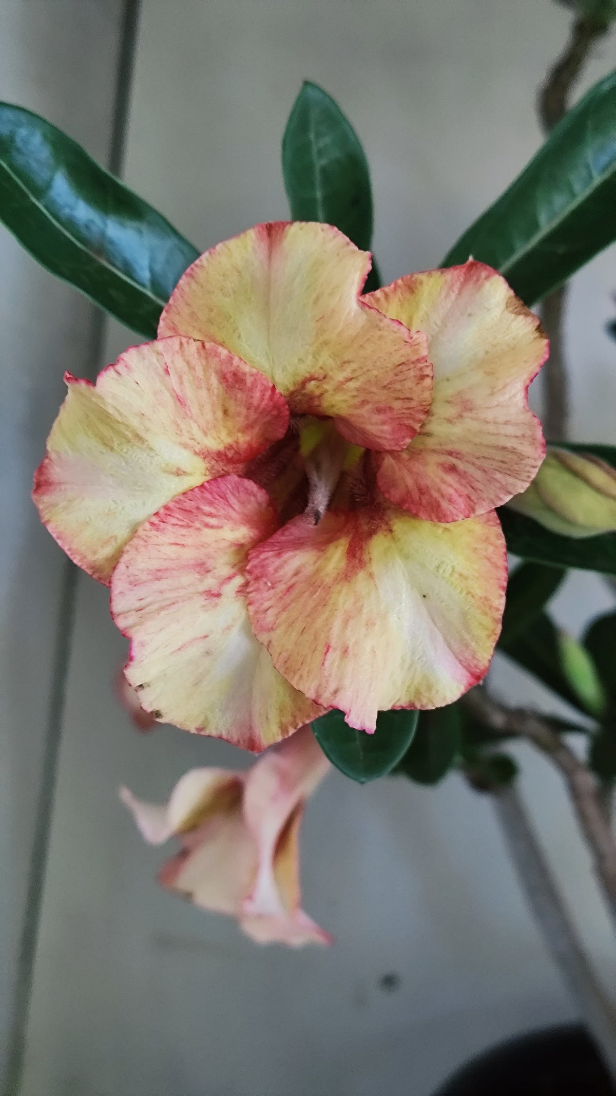 MATRIZ Planta Simples 274 – 60cm – 04 anos