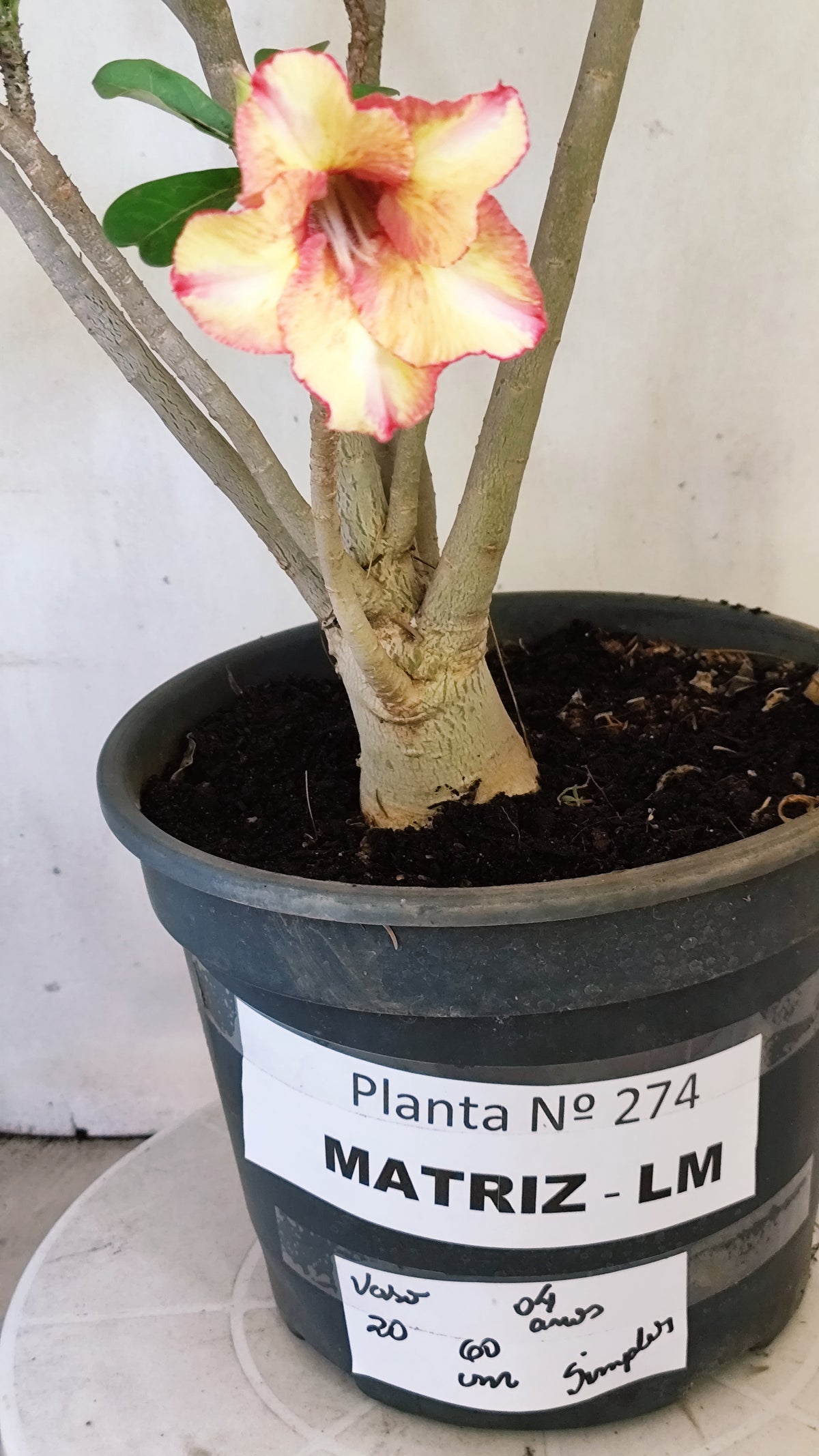 MATRIZ Planta Simples 274 – 60cm – 04 anos