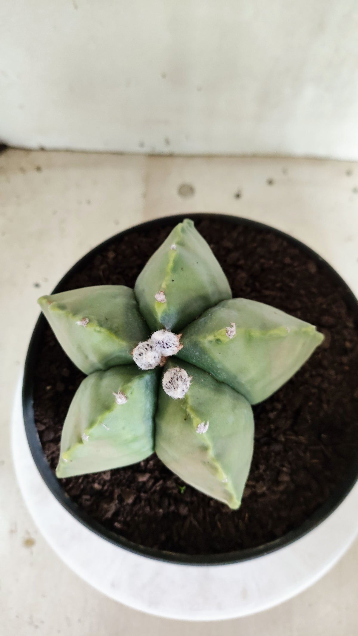 MATRIZ ASTROPHYTUM cv KIKKO "Variegata"  Nº 814 – vaso 17