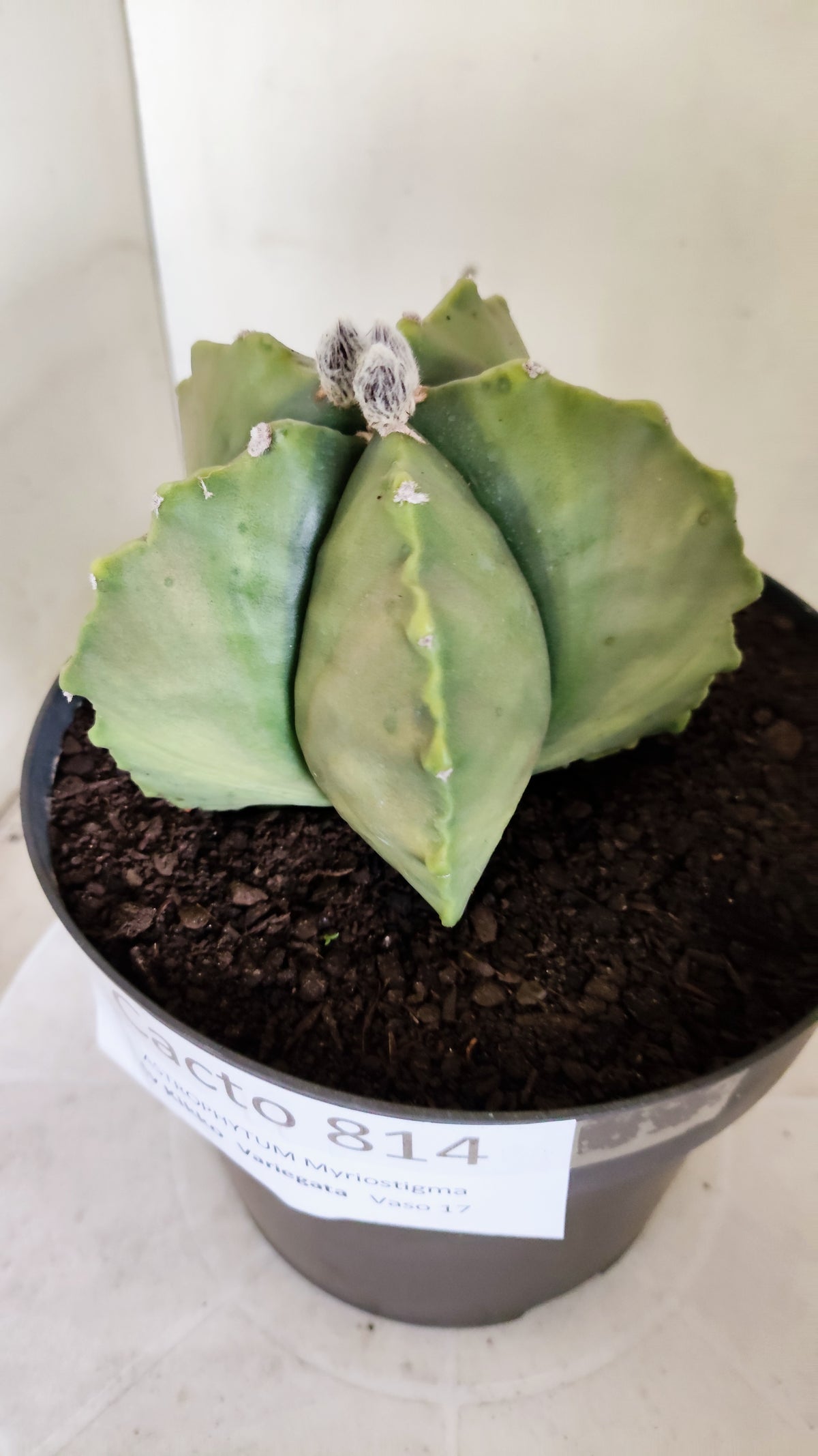 MATRIZ ASTROPHYTUM cv KIKKO "Variegata"  Nº 814 – vaso 17