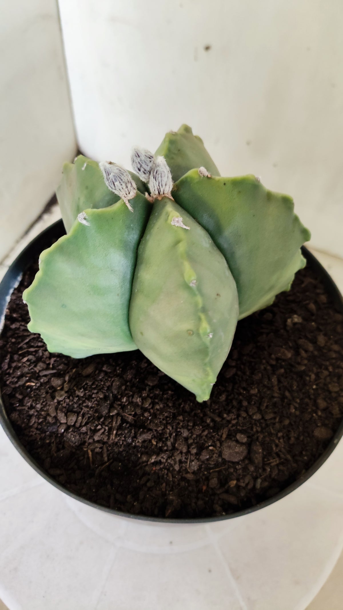 MATRIZ ASTROPHYTUM cv KIKKO "Variegata"  Nº 814 – vaso 17