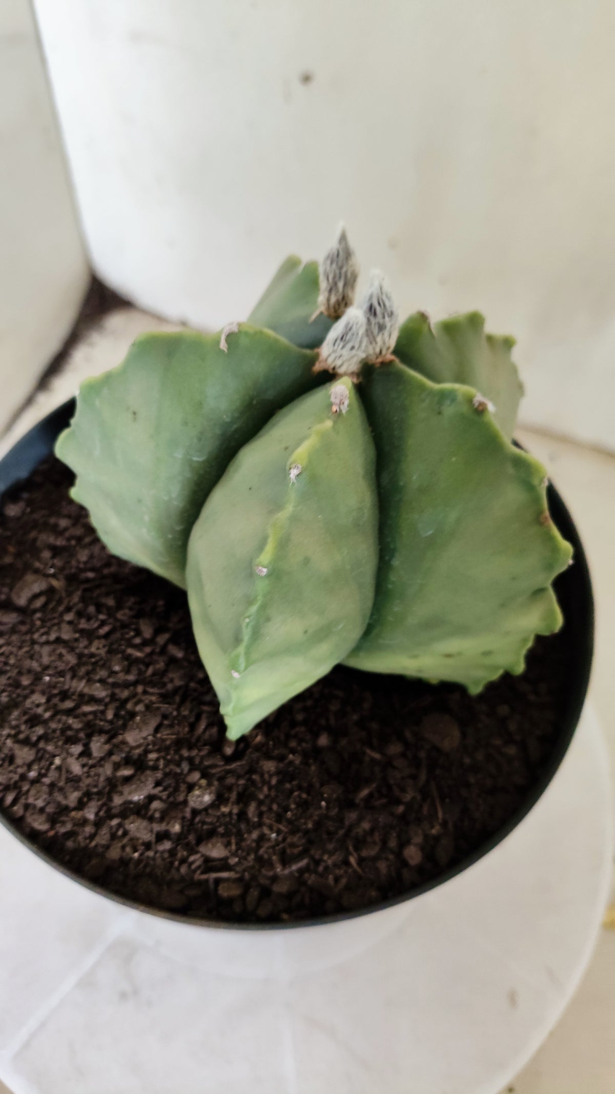 MATRIZ ASTROPHYTUM cv KIKKO "Variegata"  Nº 814 – vaso 17