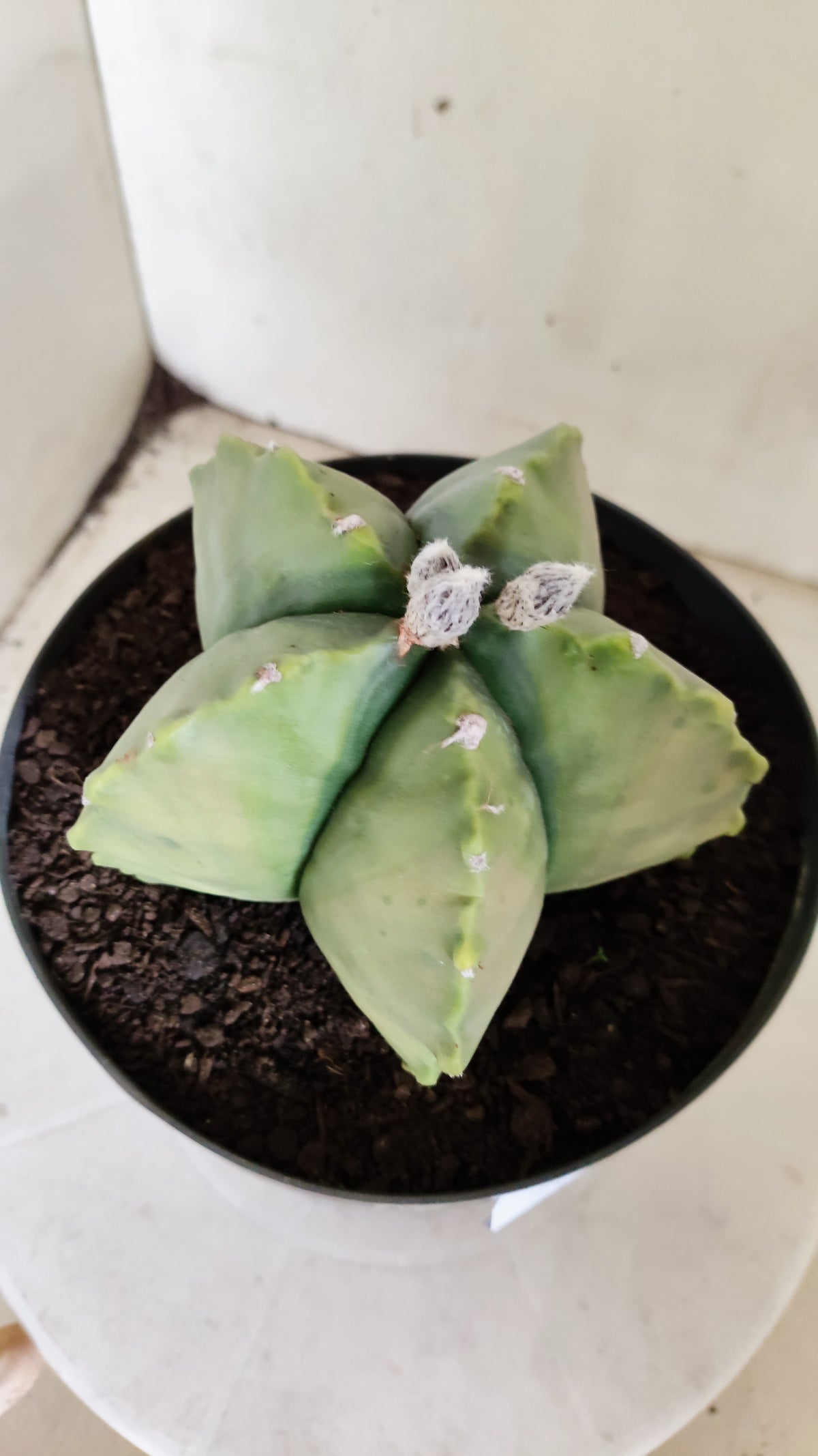 MATRIZ ASTROPHYTUM cv KIKKO "Variegata"  Nº 814 – vaso 17