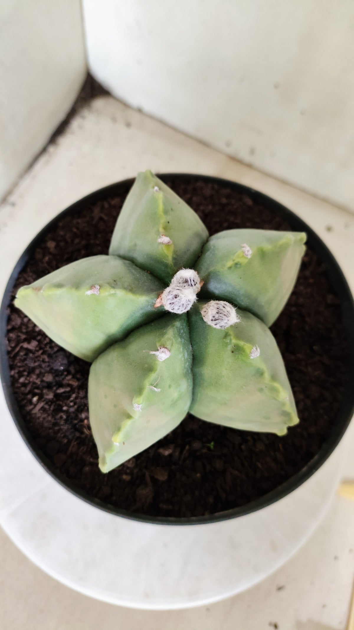 MATRIZ ASTROPHYTUM cv KIKKO "Variegata"  Nº 814 – vaso 17