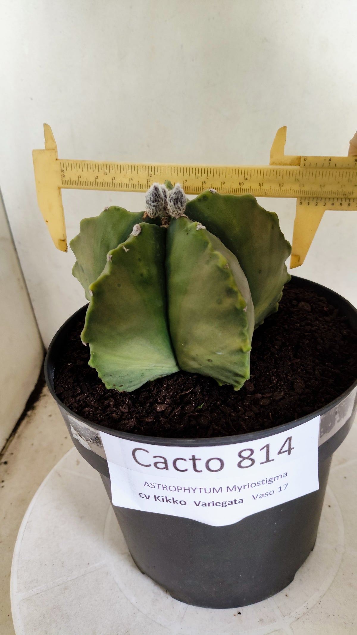 MATRIZ ASTROPHYTUM cv KIKKO "Variegata"  Nº 814 – vaso 17