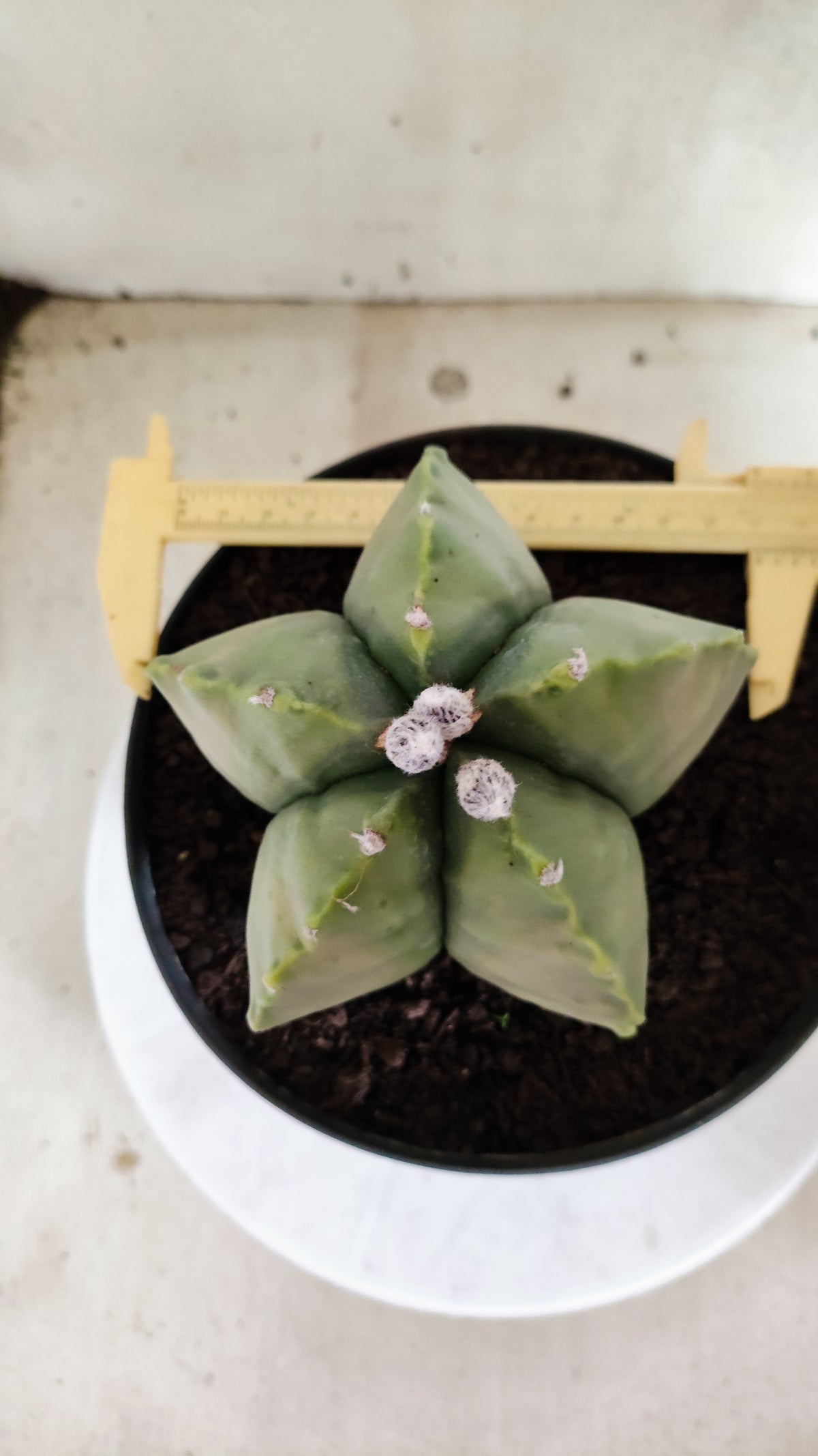 MATRIZ ASTROPHYTUM cv KIKKO "Variegata"  Nº 814 – vaso 17