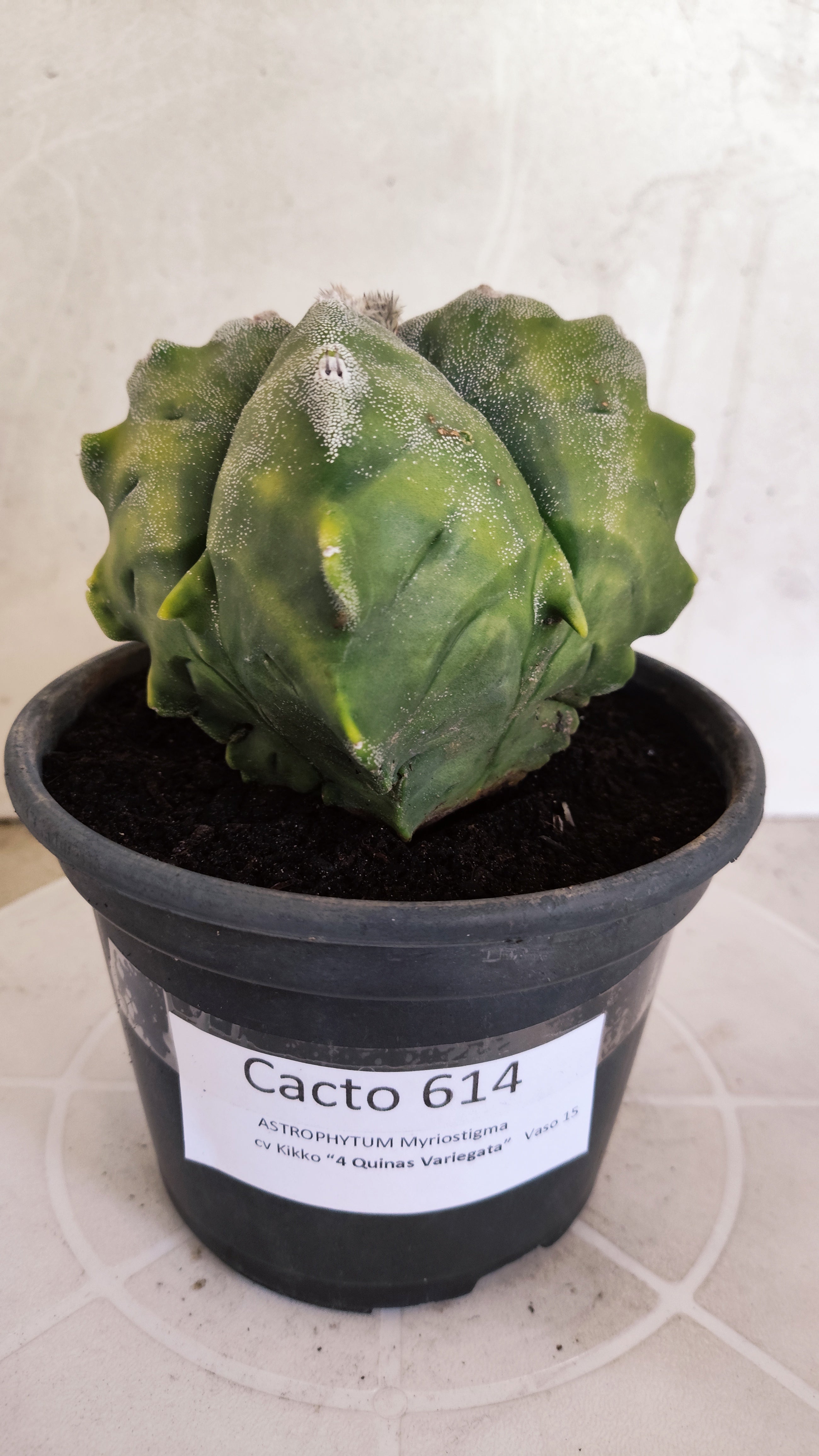 MATRIZ ASTROPHYTUM cv KIKKO "4 Quinas - Variegata"  Nº 614 – vaso 15