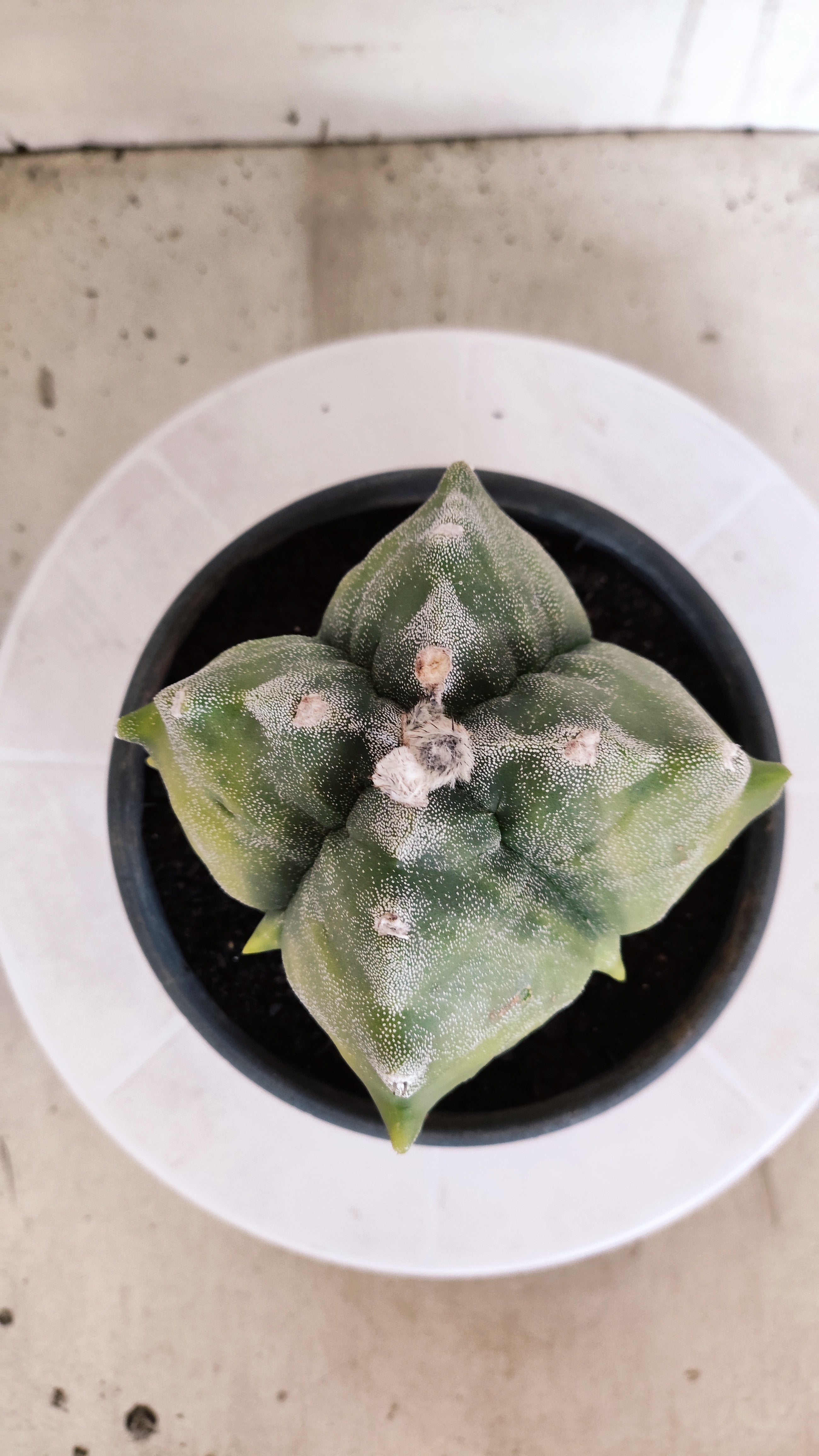 MATRIZ ASTROPHYTUM cv KIKKO "4 Quinas - Variegata"  Nº 614 – vaso 15