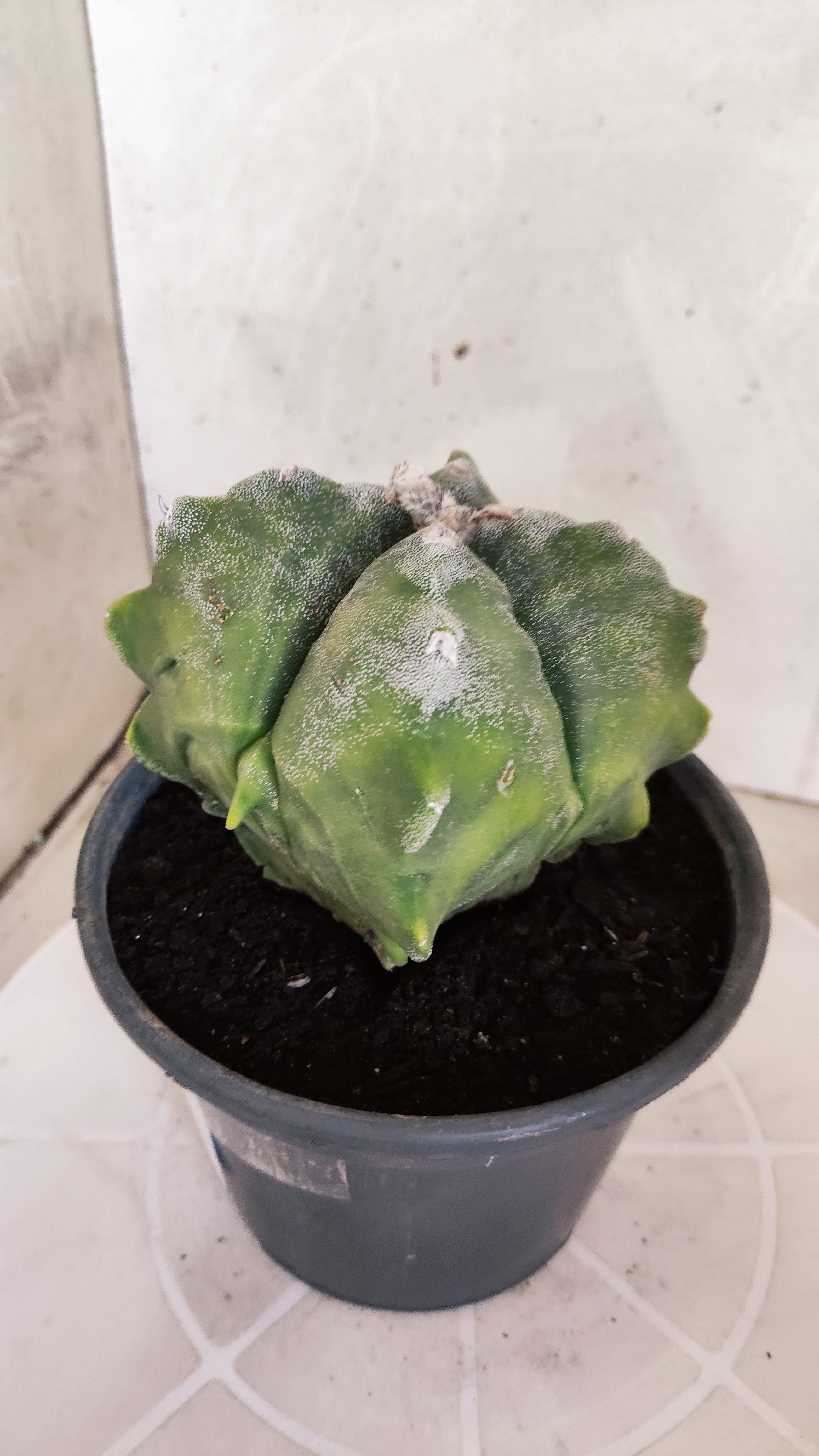 MATRIZ ASTROPHYTUM cv KIKKO "4 Quinas - Variegata"  Nº 614 – vaso 15