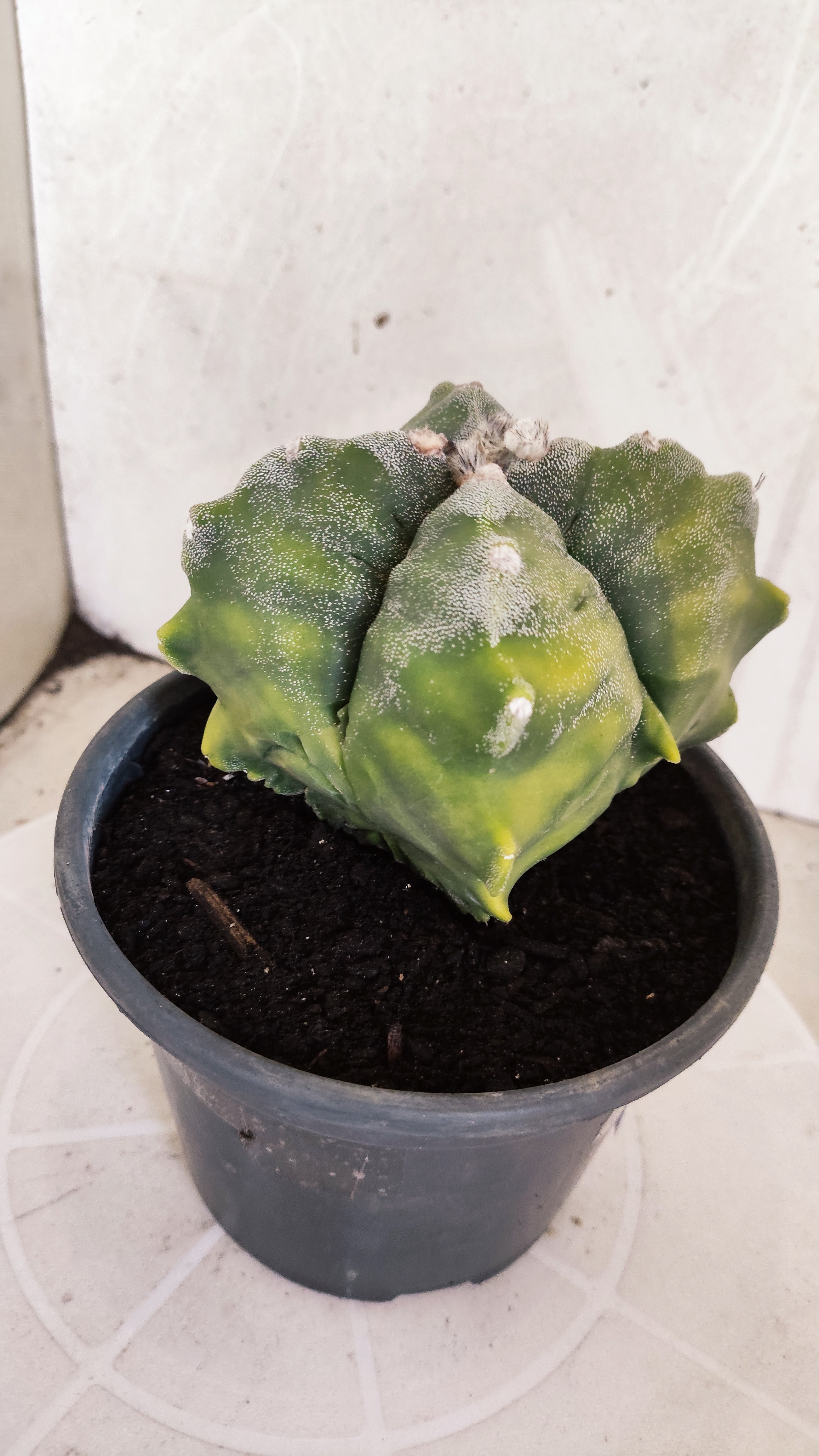 MATRIZ ASTROPHYTUM cv KIKKO "4 Quinas - Variegata"  Nº 614 – vaso 15