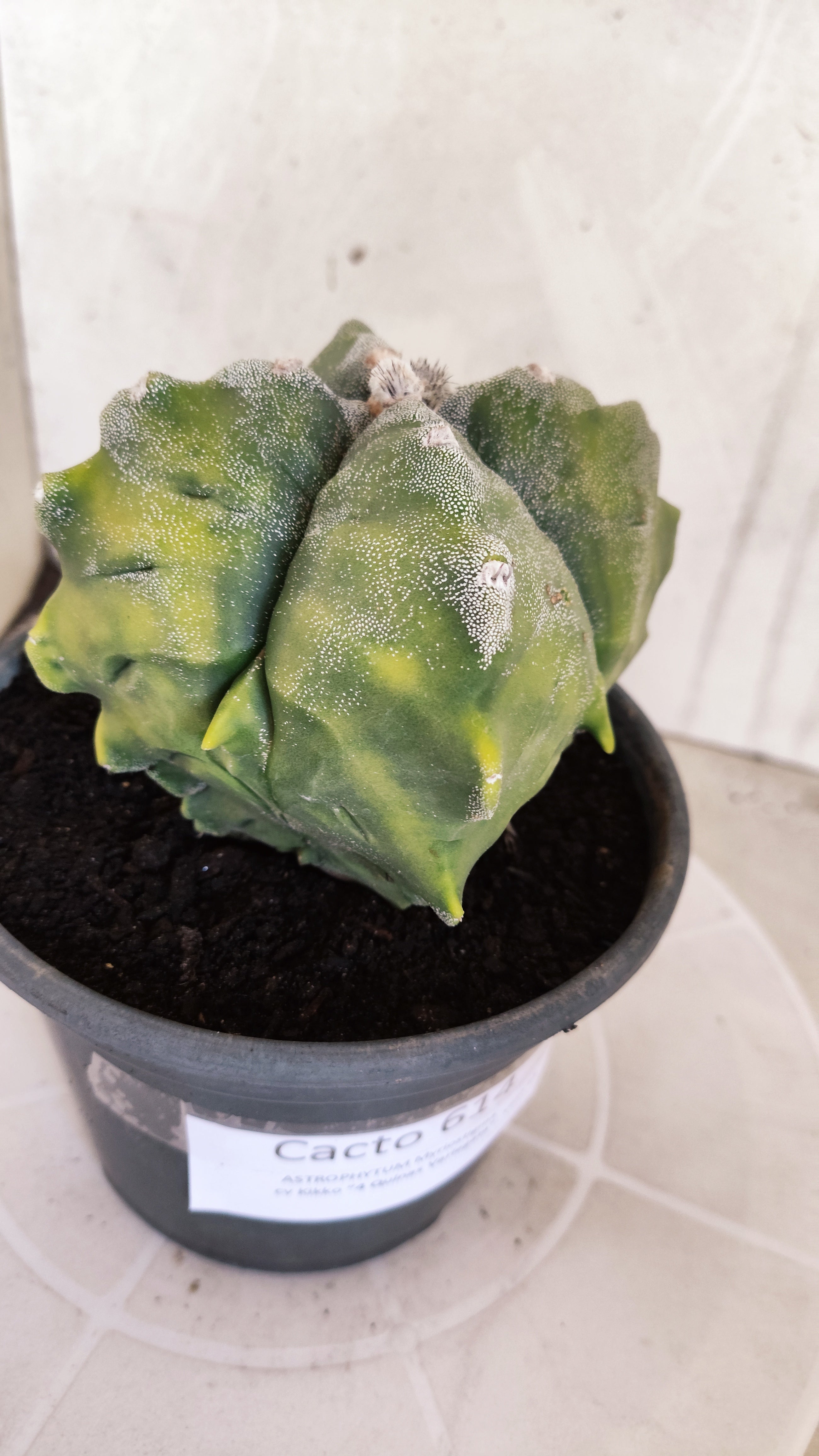 MATRIZ ASTROPHYTUM cv KIKKO "4 Quinas - Variegata"  Nº 614 – vaso 15