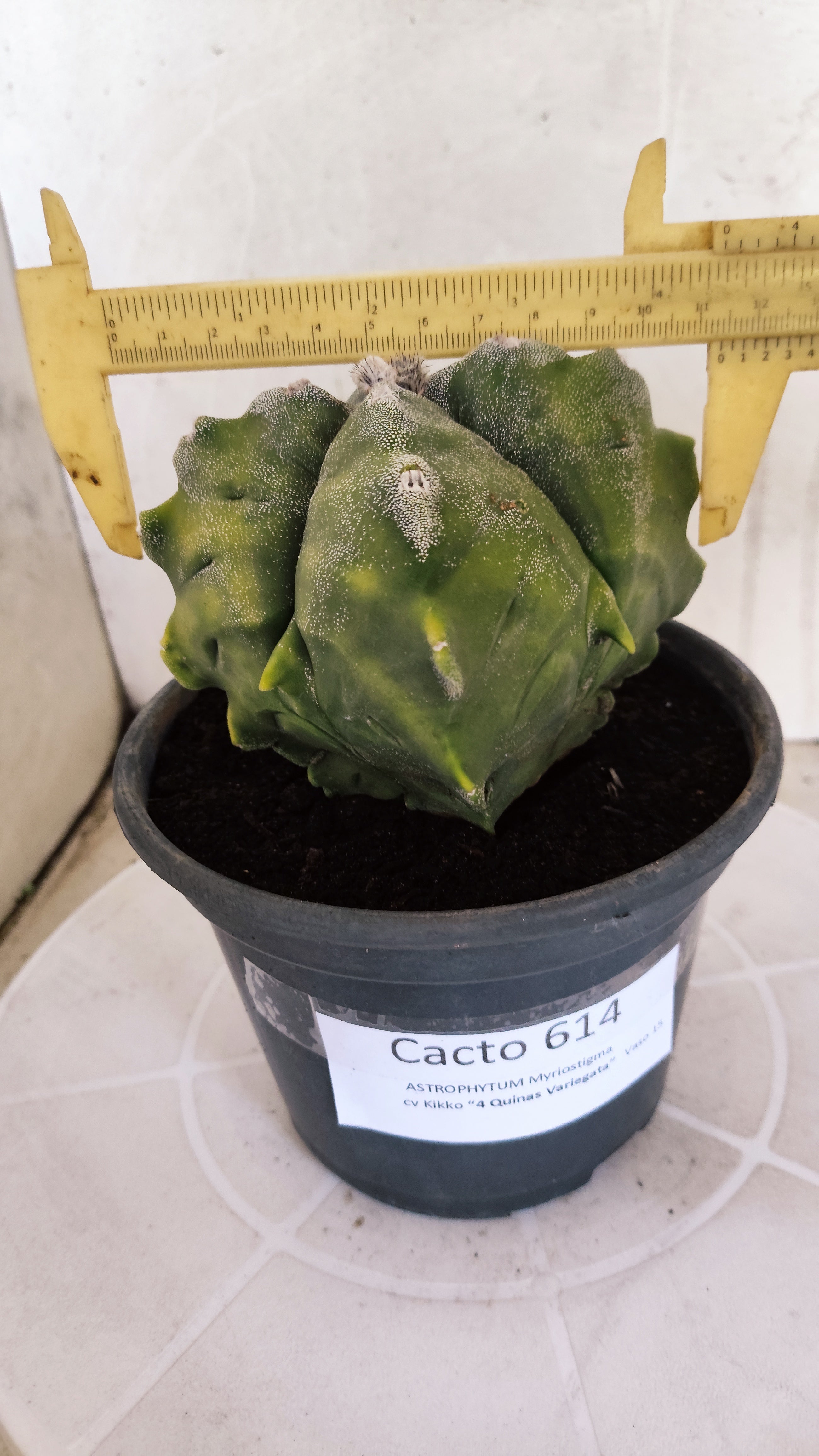MATRIZ ASTROPHYTUM cv KIKKO "4 Quinas - Variegata"  Nº 614 – vaso 15