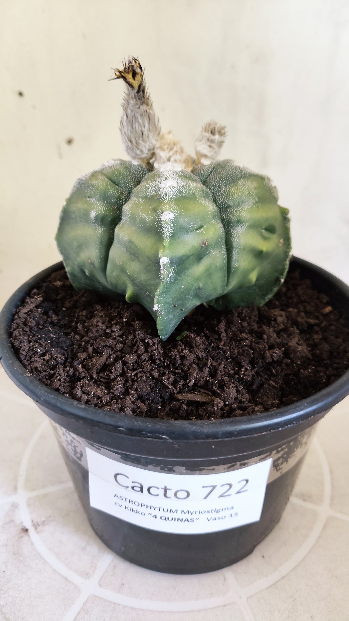 ASTROPHYTUM cv KIKKO VARIEGATA "4 Quinas" Nº 722 – vaso 15